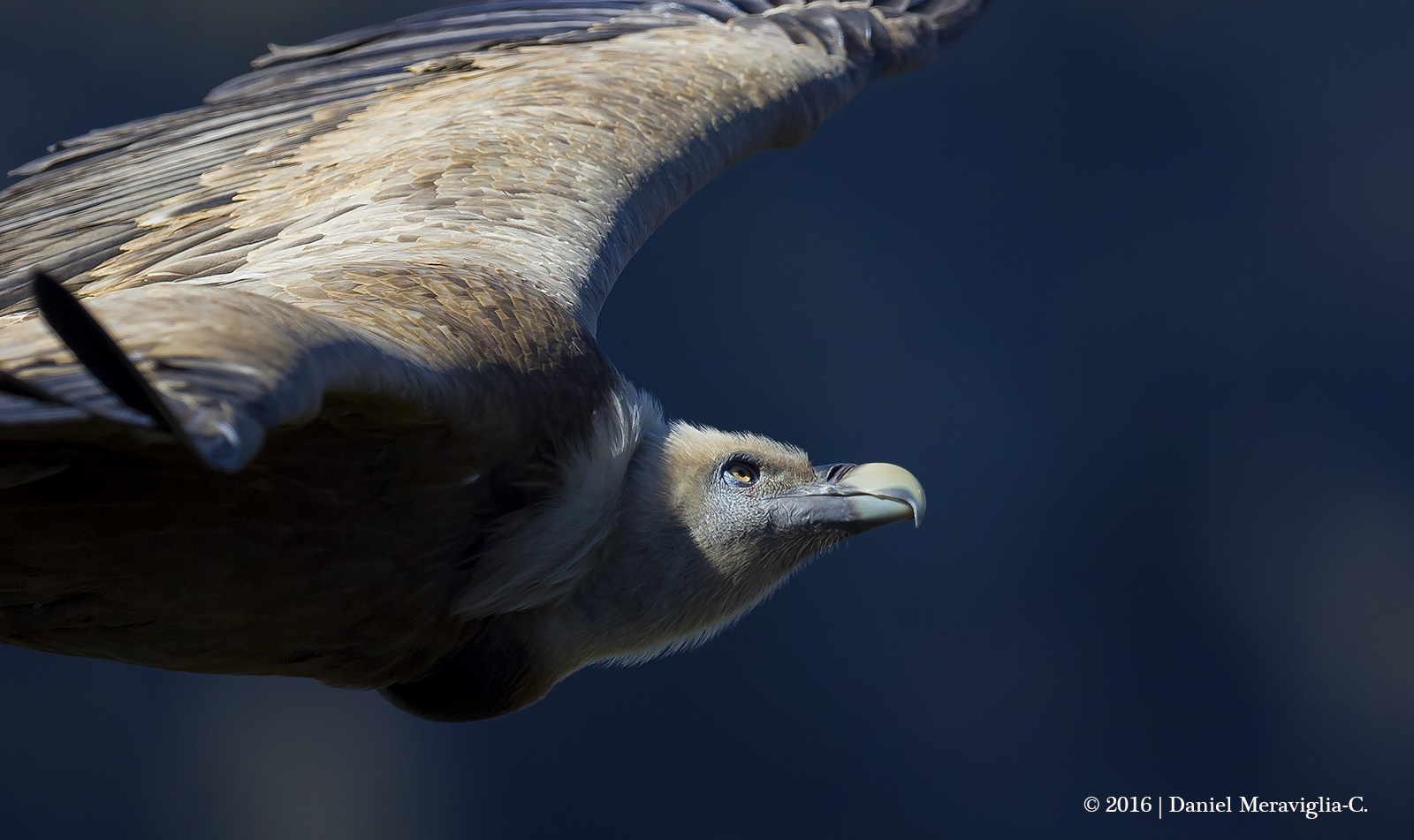 Grffon Vulture in flight