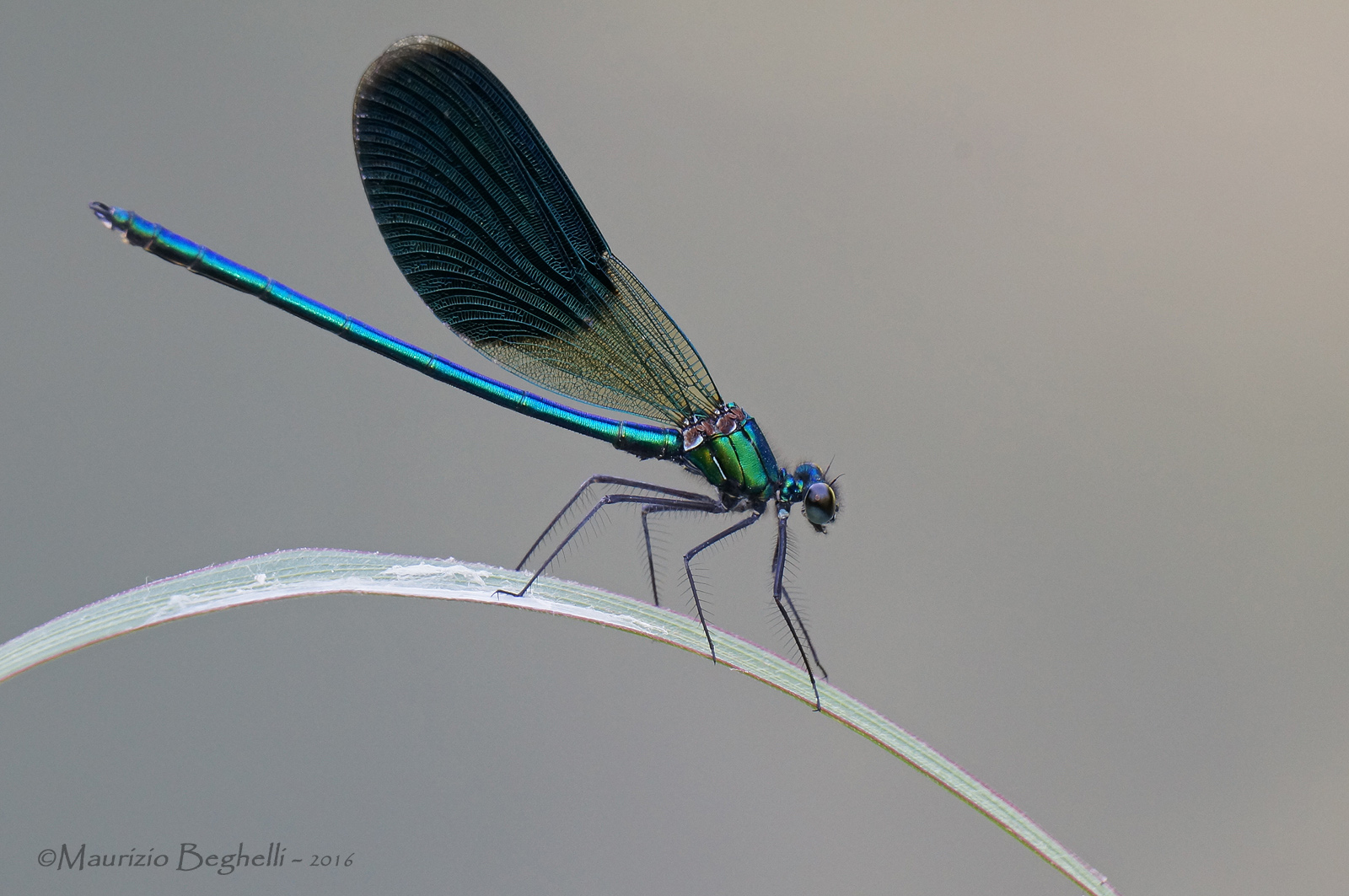 Banded Demoiselle male