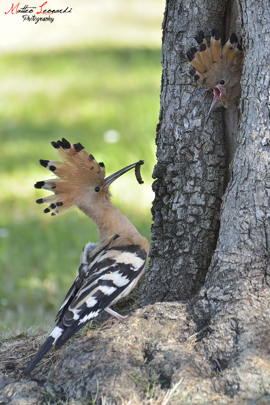 Hoopoe - Pappa in Check