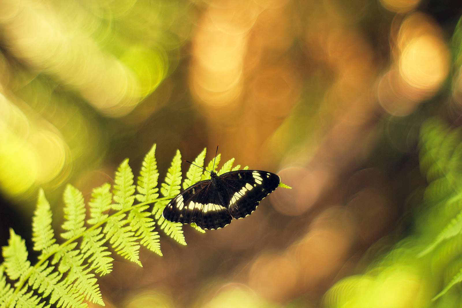 The White Stripes II.