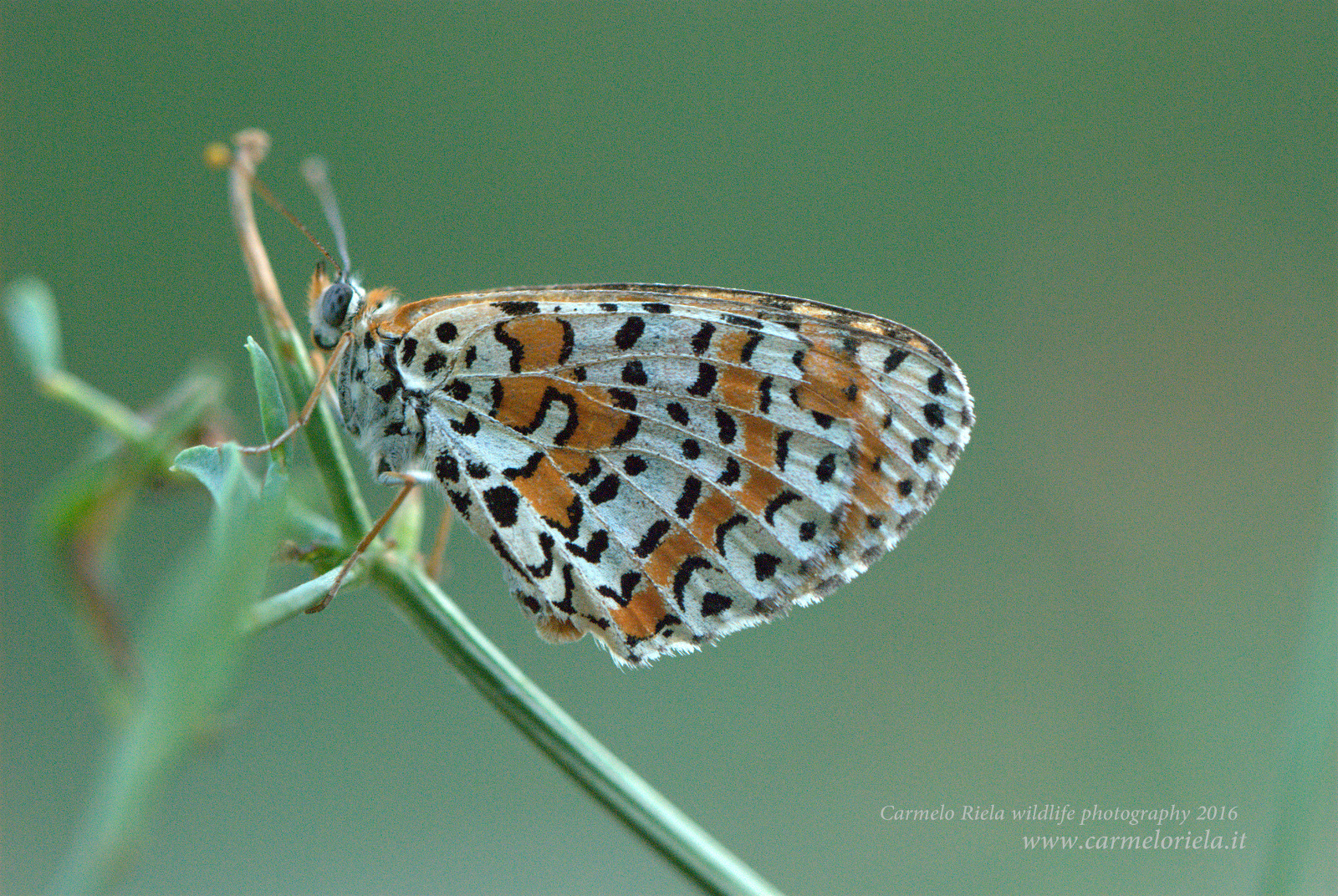 Fritillary (Melitaea Dydima)