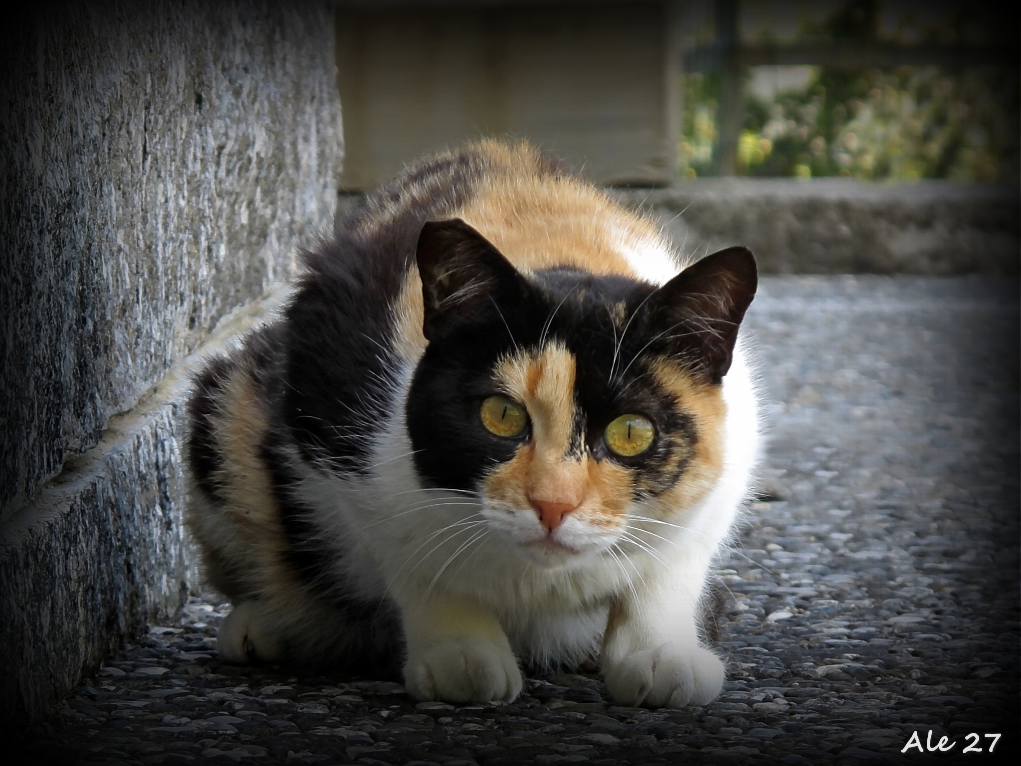 ... What do you do here ??? this is my territoriooo !!