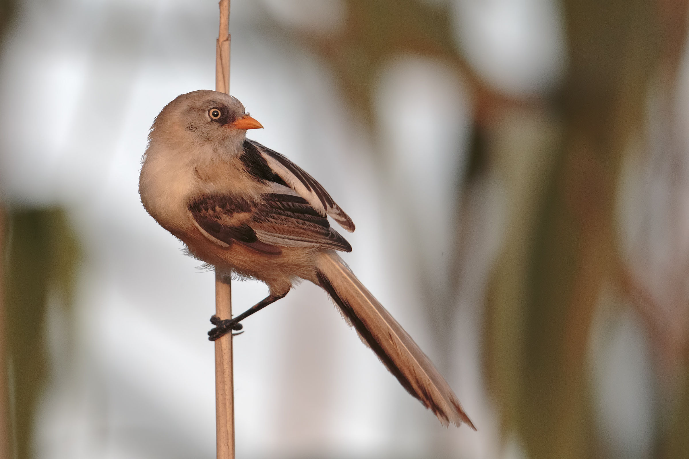 Bearded Tit