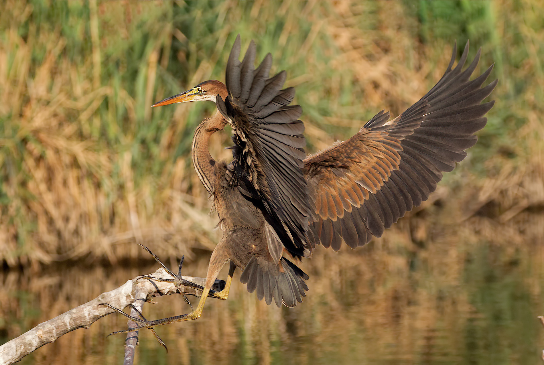 purple heron in atterragggio
