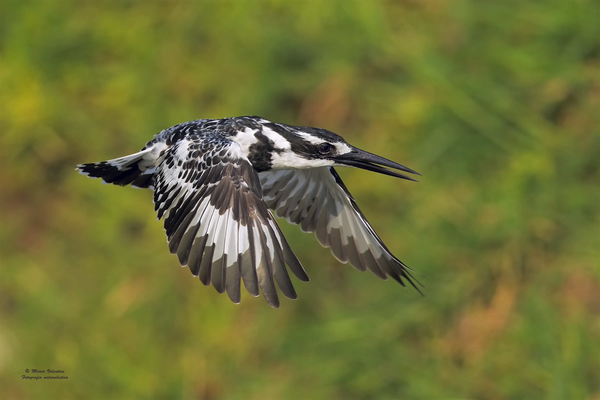 The flight of the martin black and white