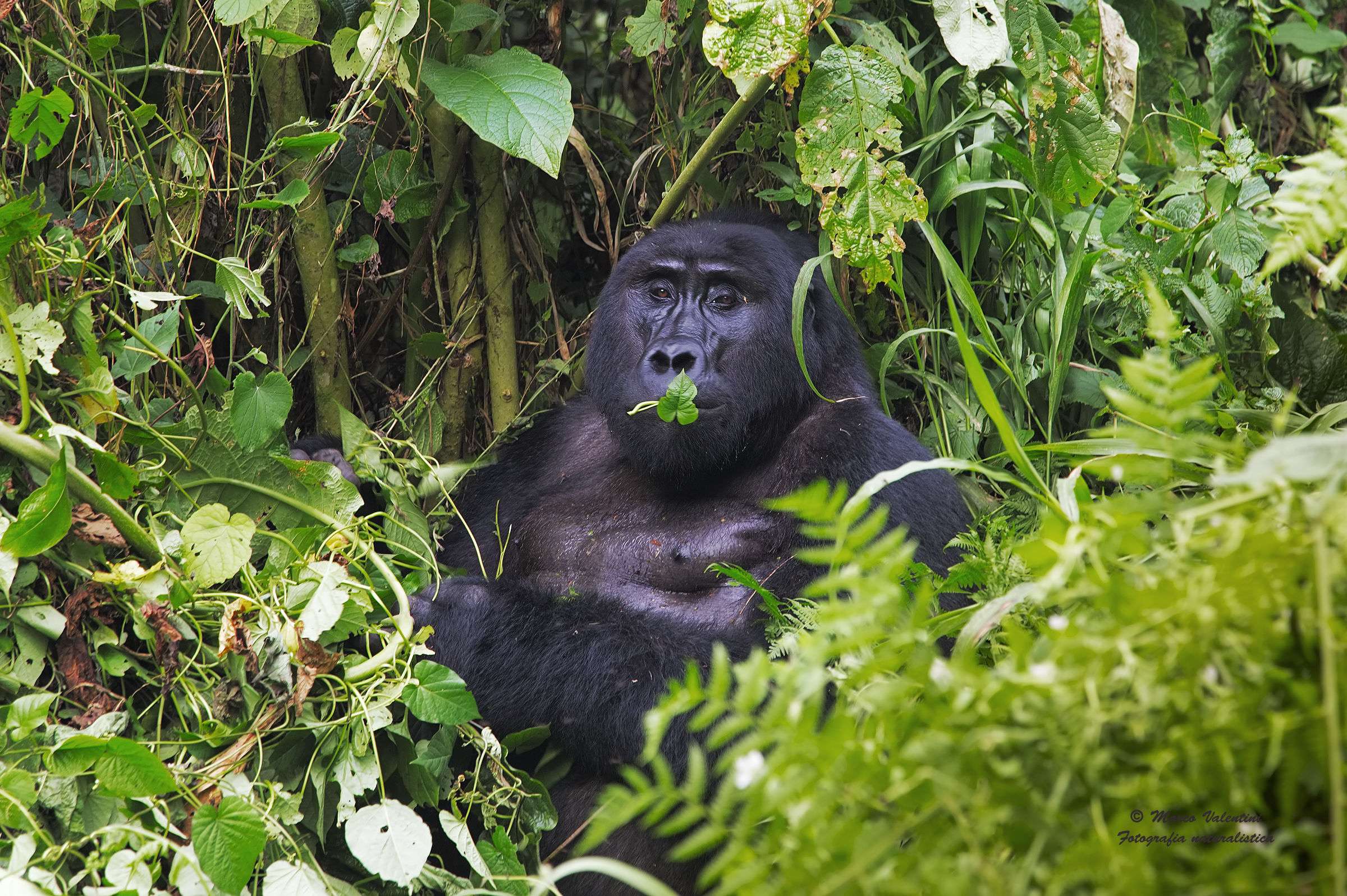 Gorilla and the leaf