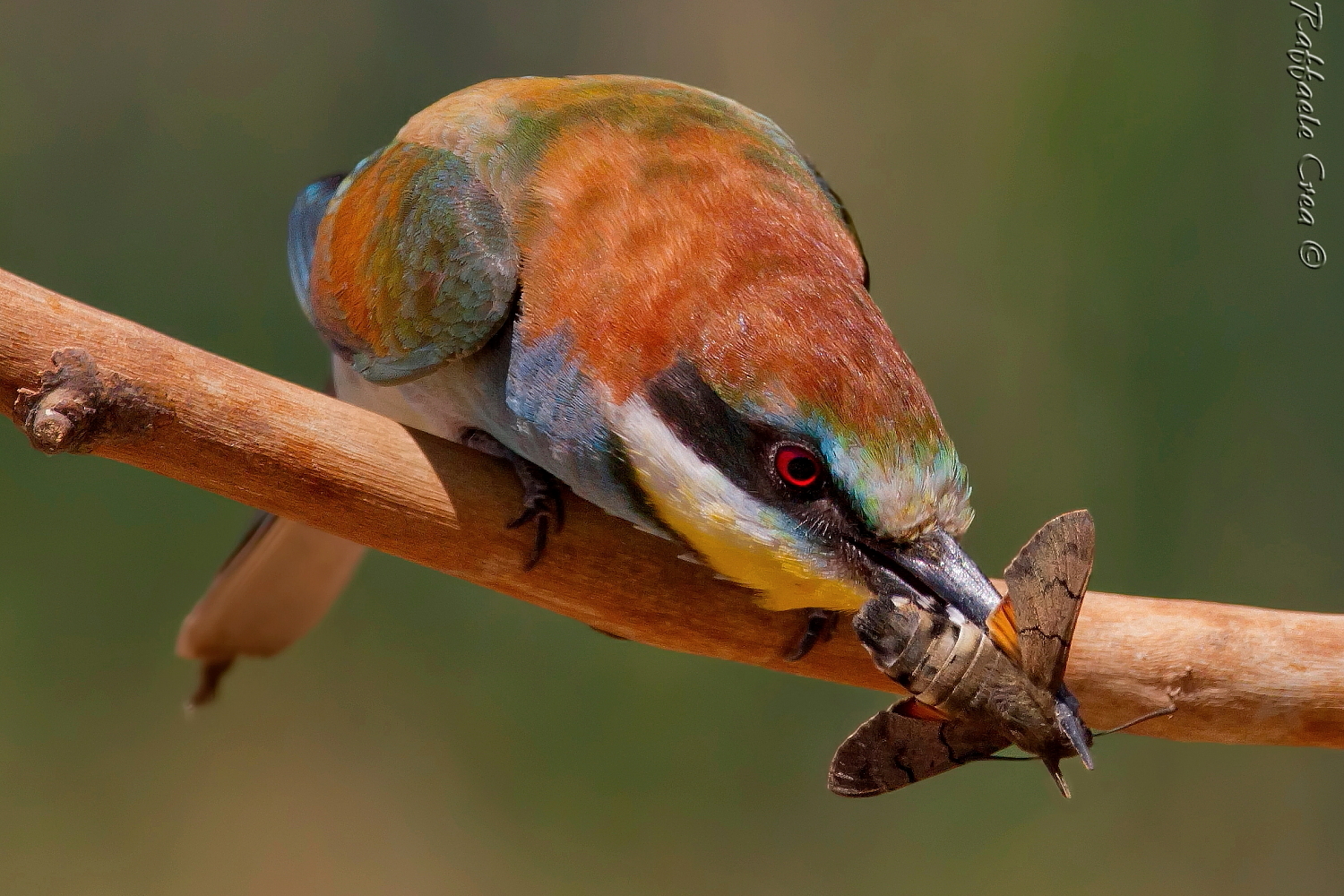 Gruccione con Falena
