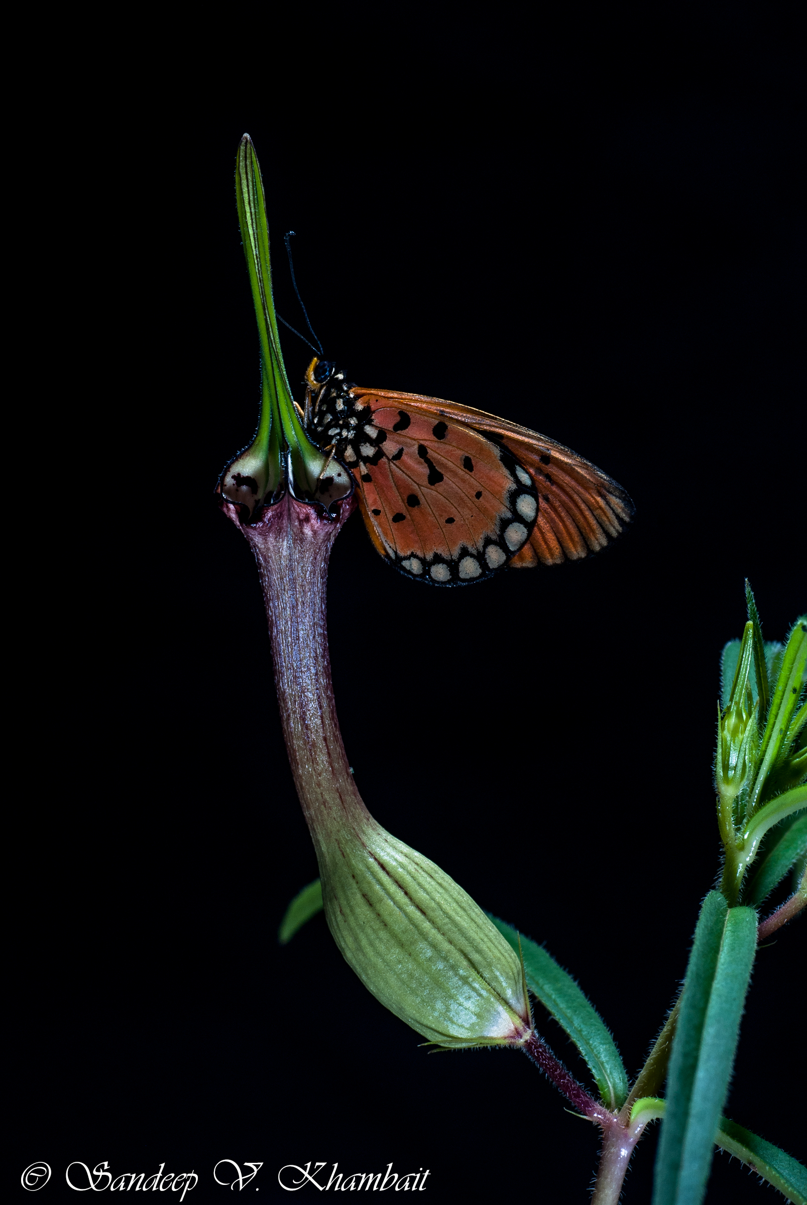 C. Mahabali with Butterfly