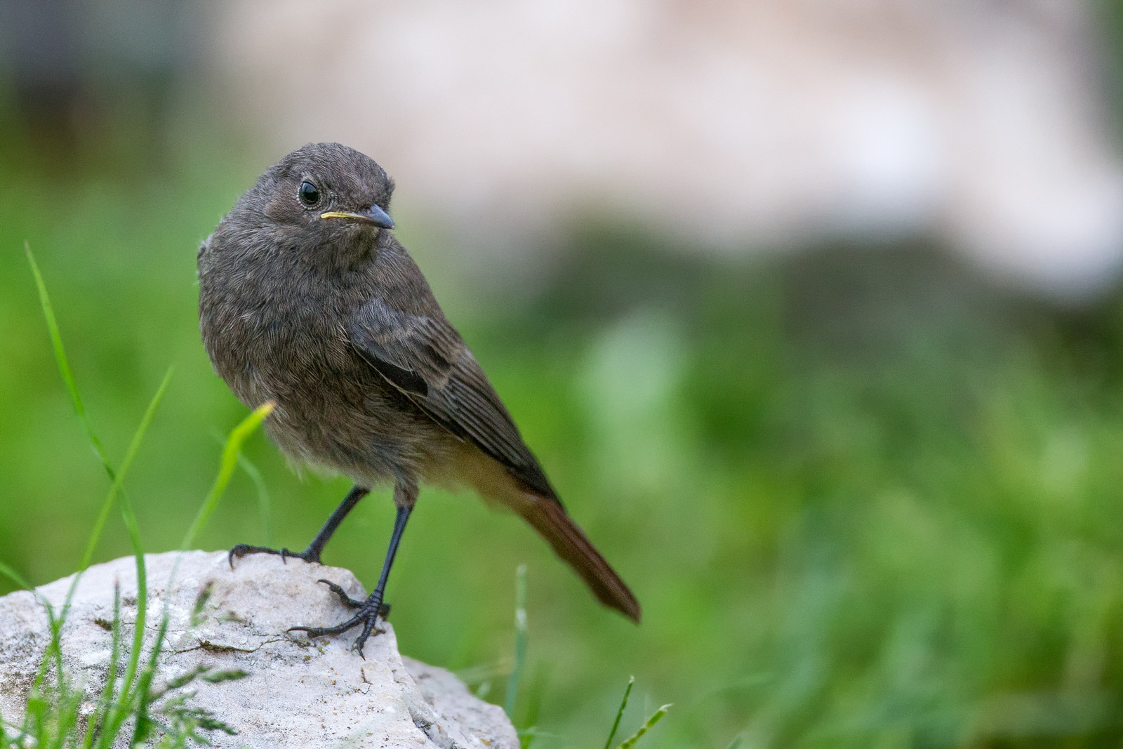 Codirosso spazzacamino giovane