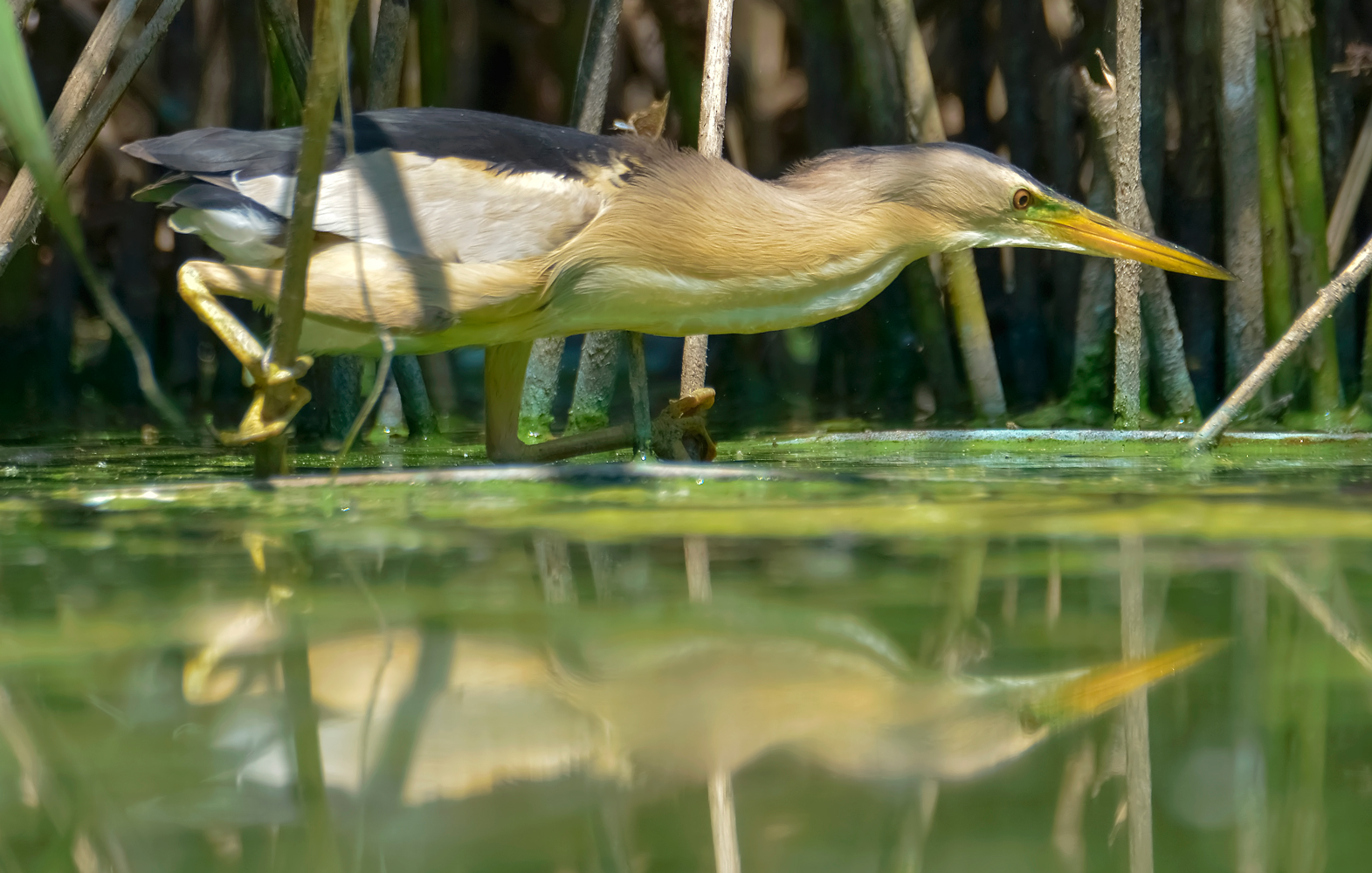 Tarabusino (M, adulto)