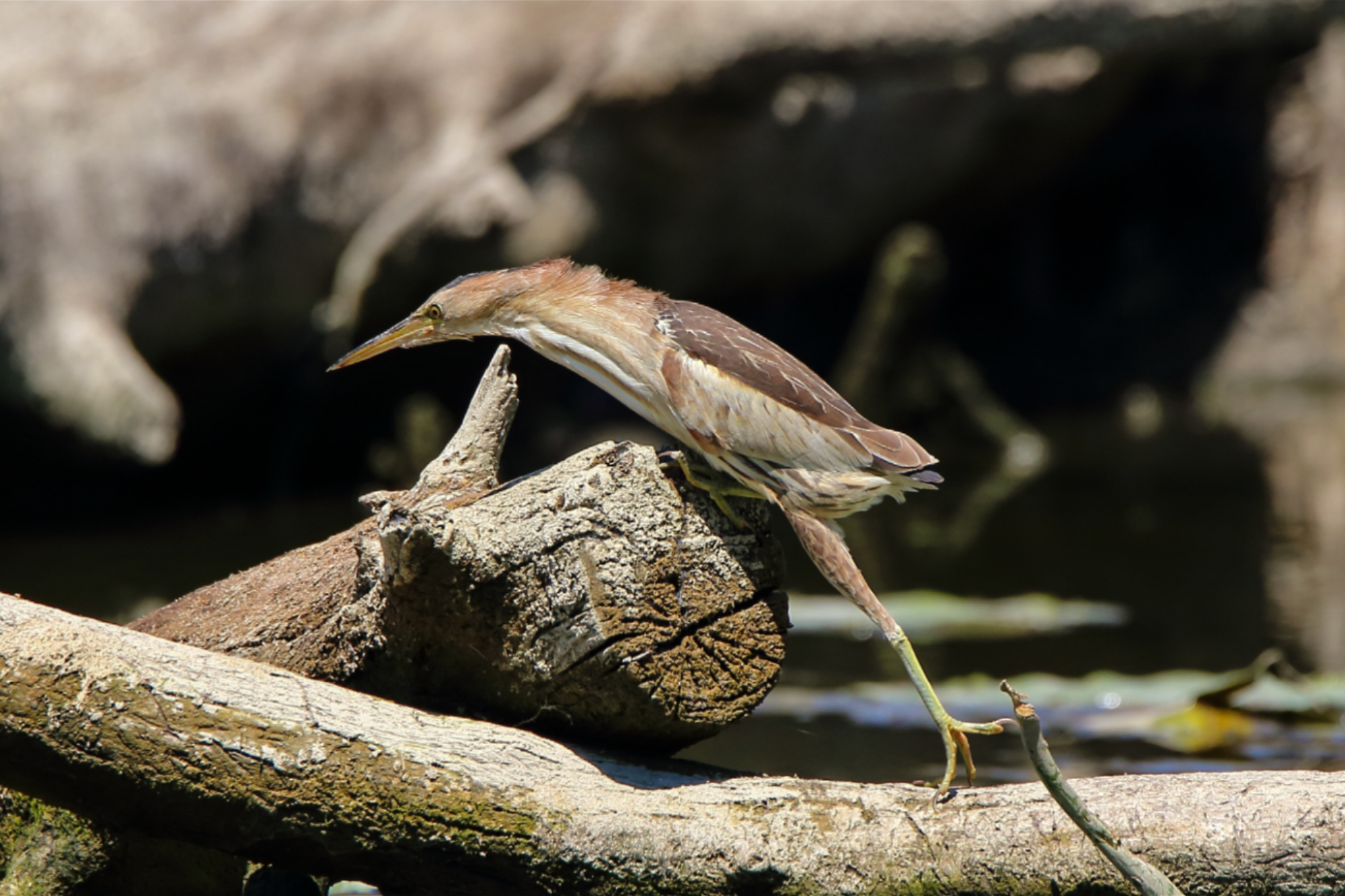 bittern female