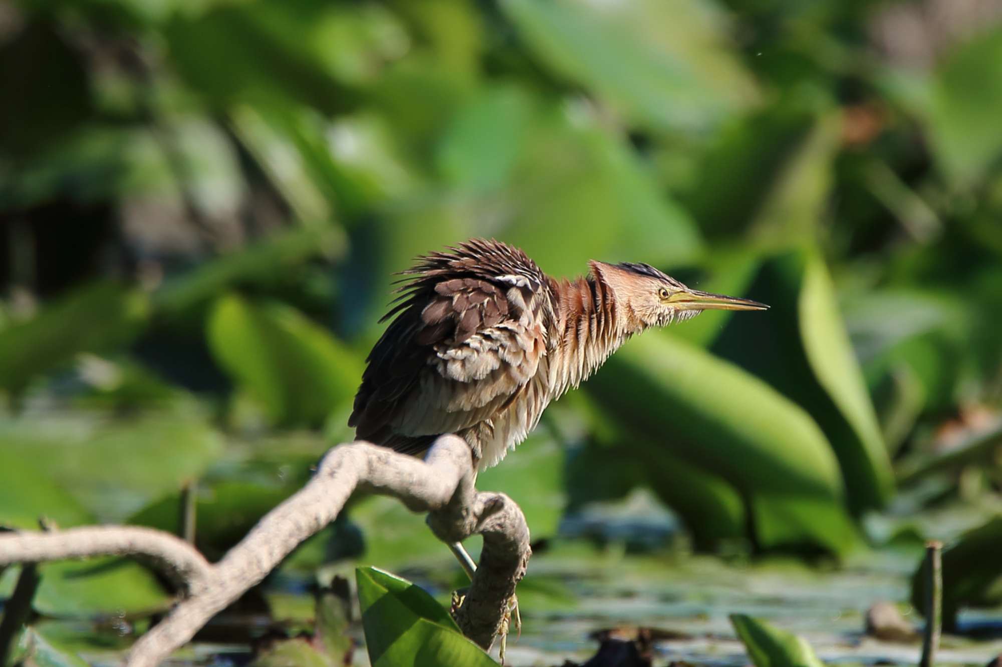 bittern female