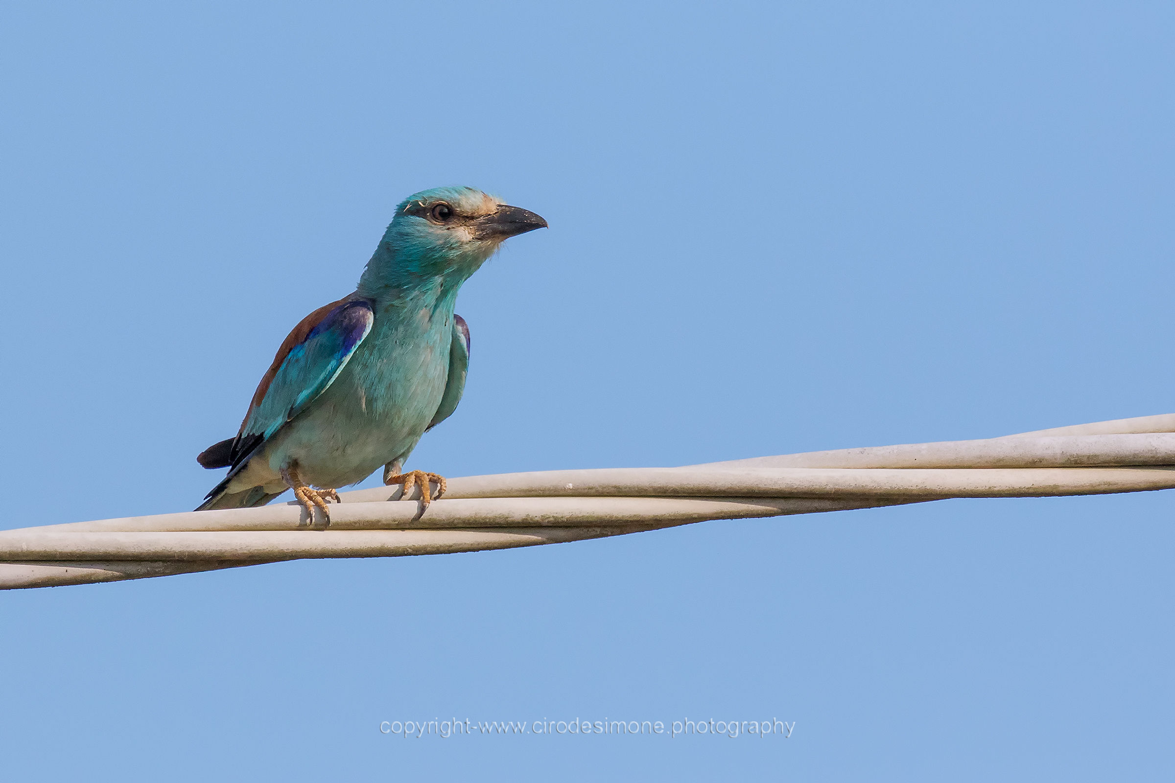 Incontro di mezza estate
