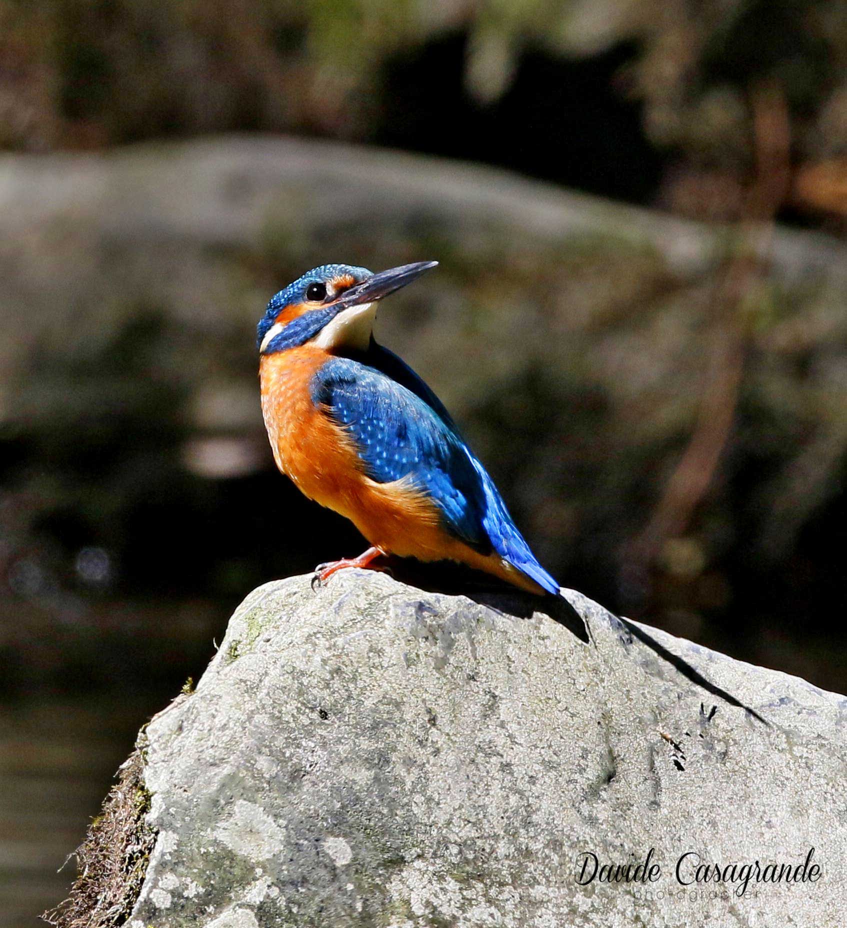 Martin pescatore ( Alcedo atthis )
