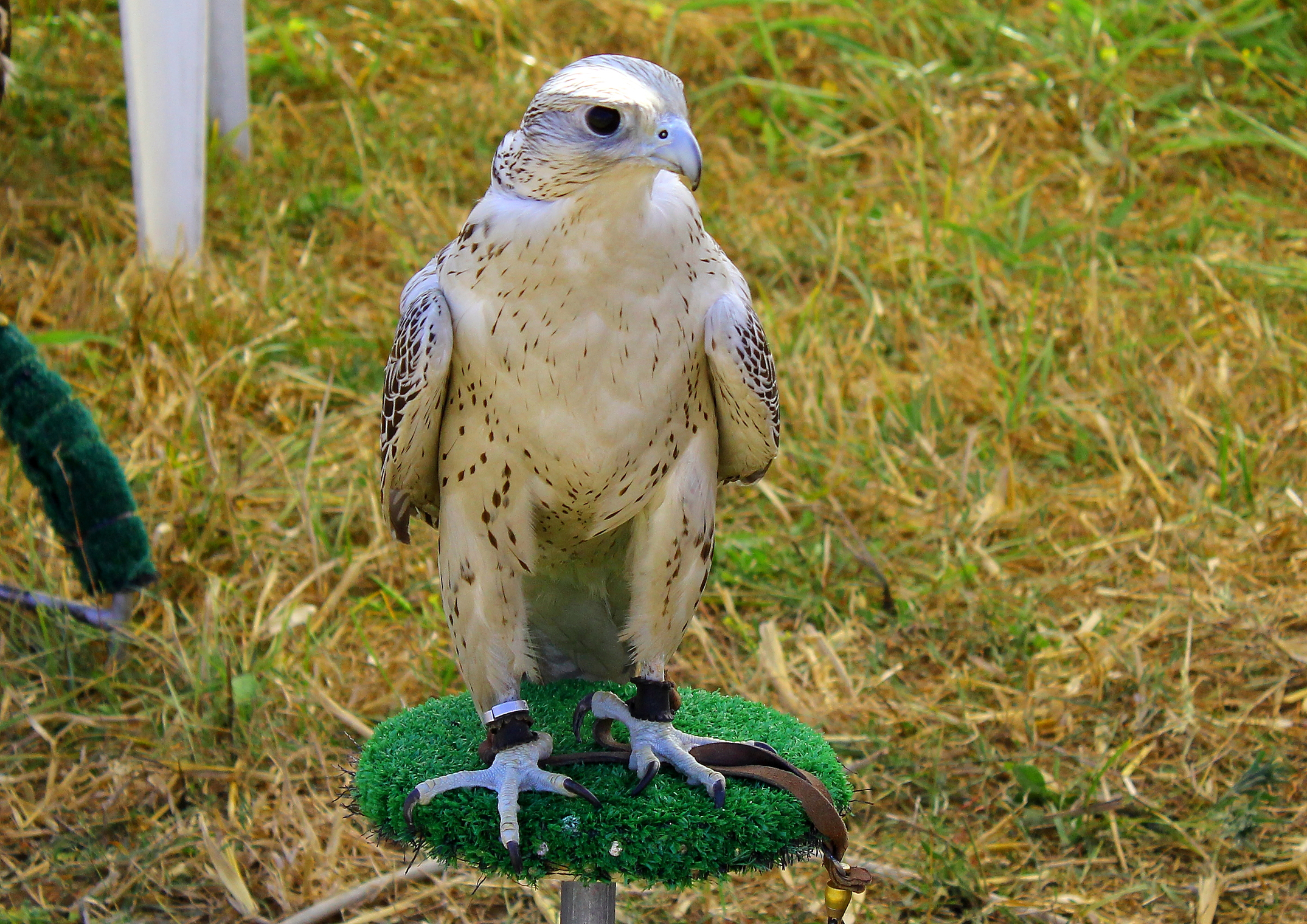 falconeria: Fiera Open Fire Fondi (lt)