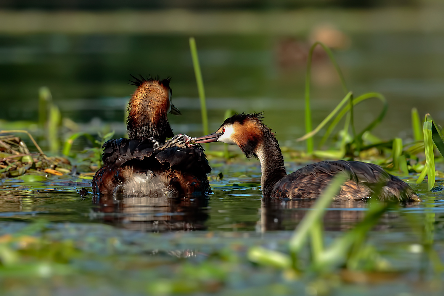 Great Crested Grebe