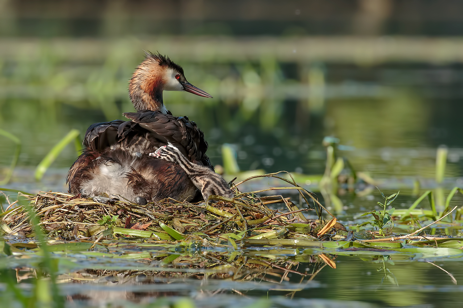 Great Crested Grebe