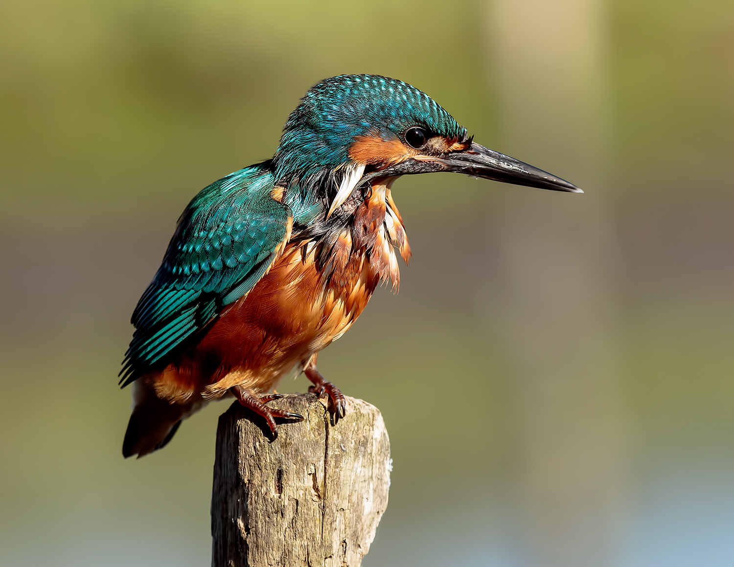 Kingfisher (no cropo)