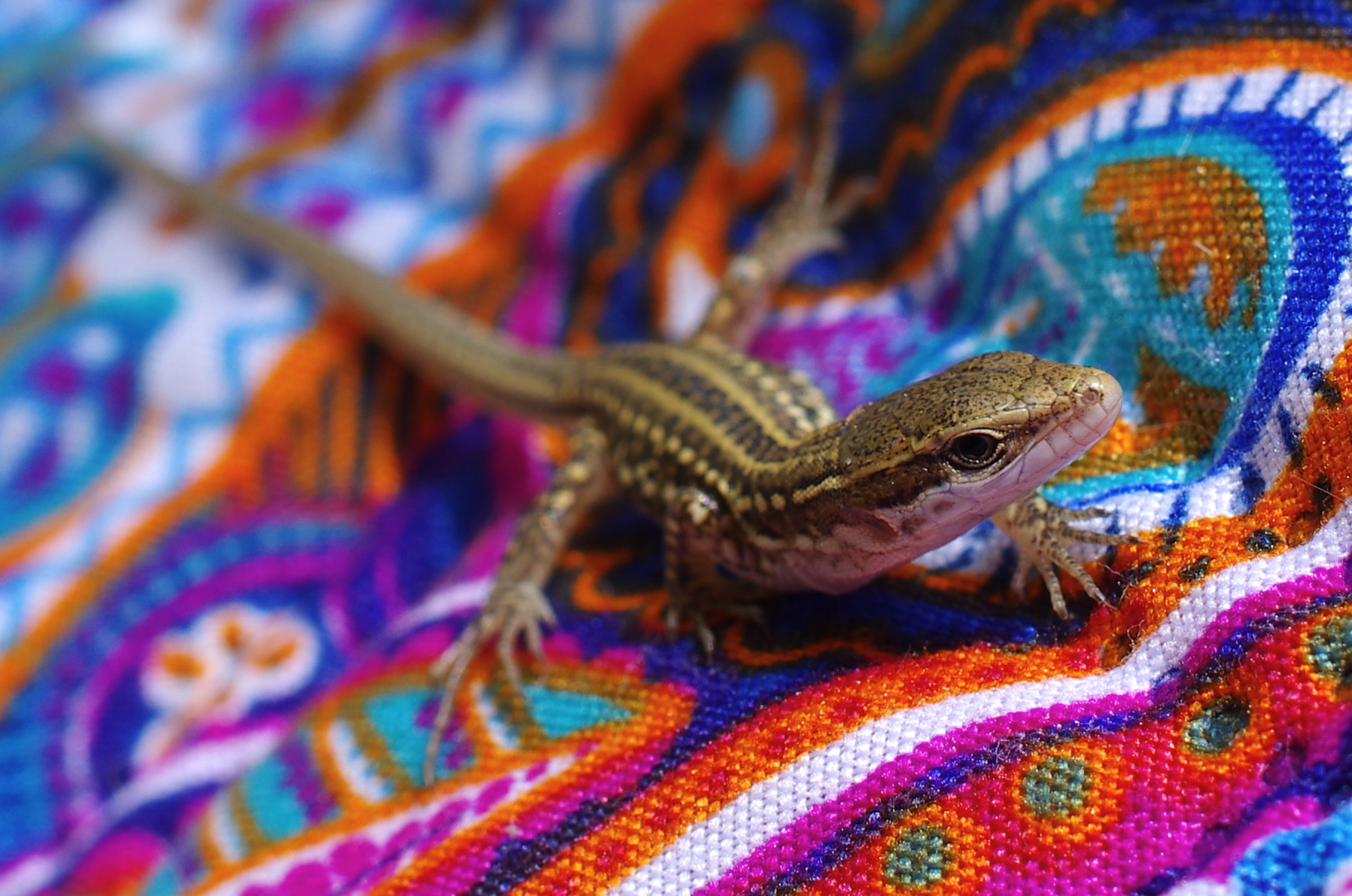 lucerolina on laundry hanging
