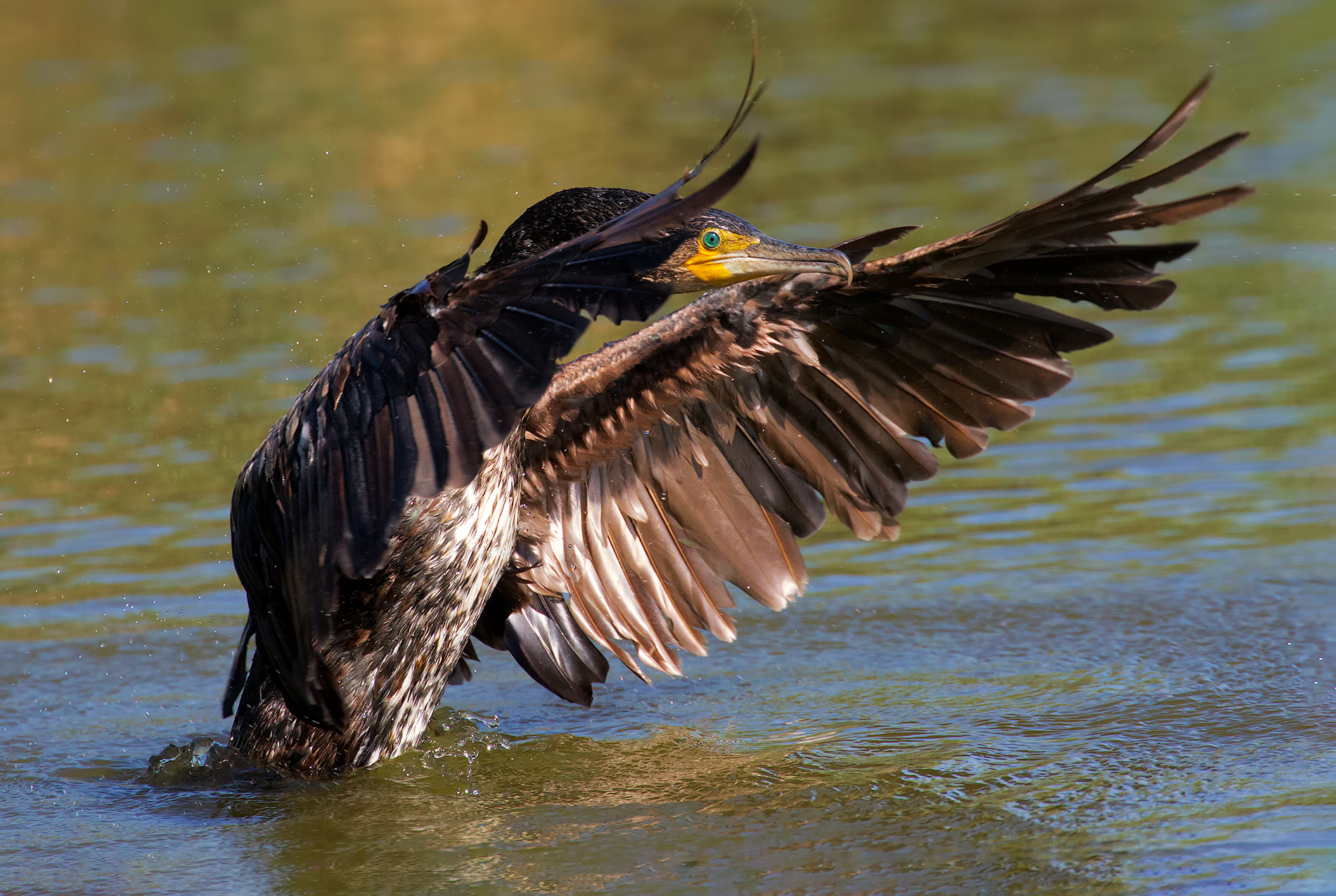 cormorant