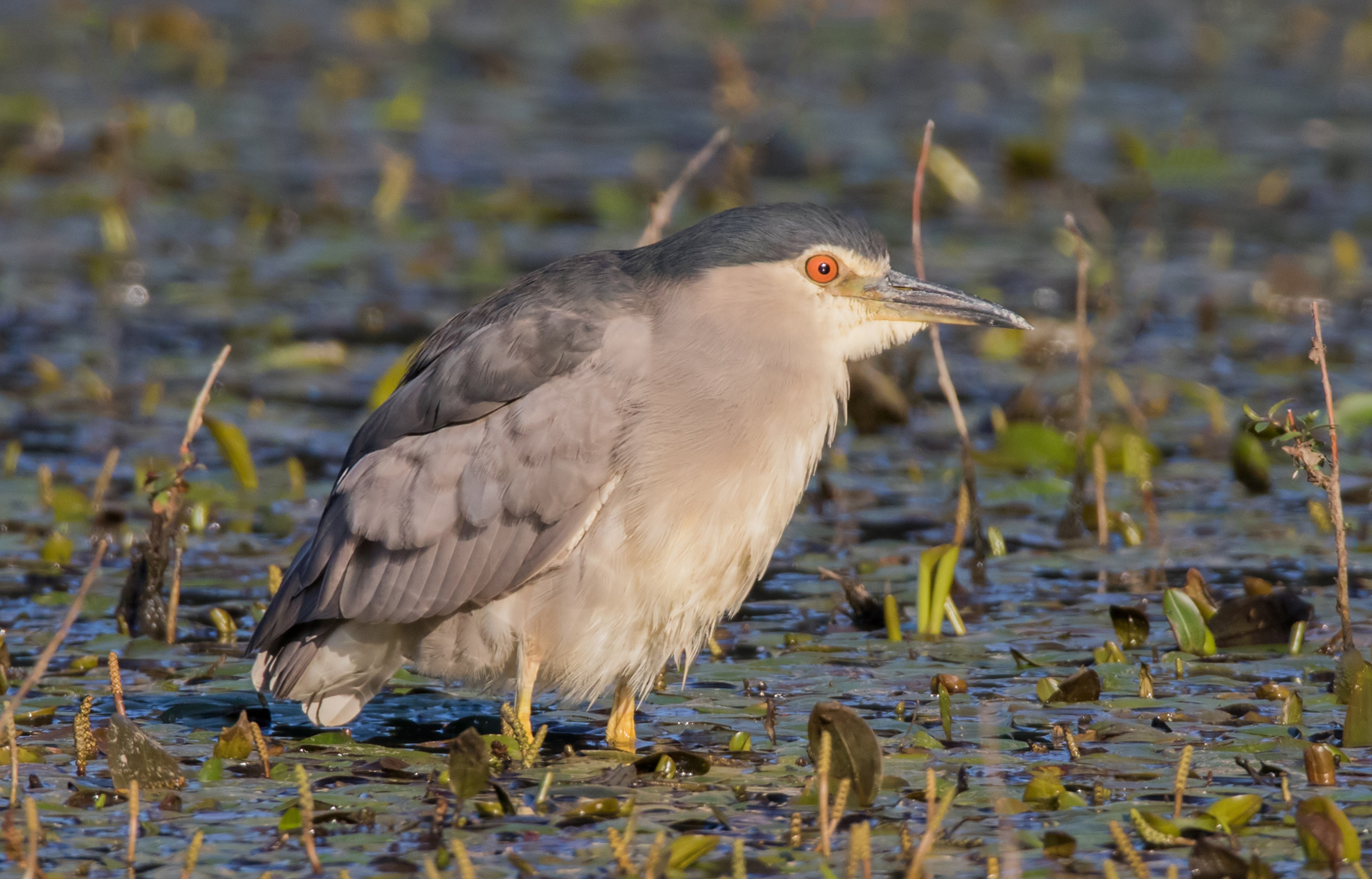 Night Heron at first light