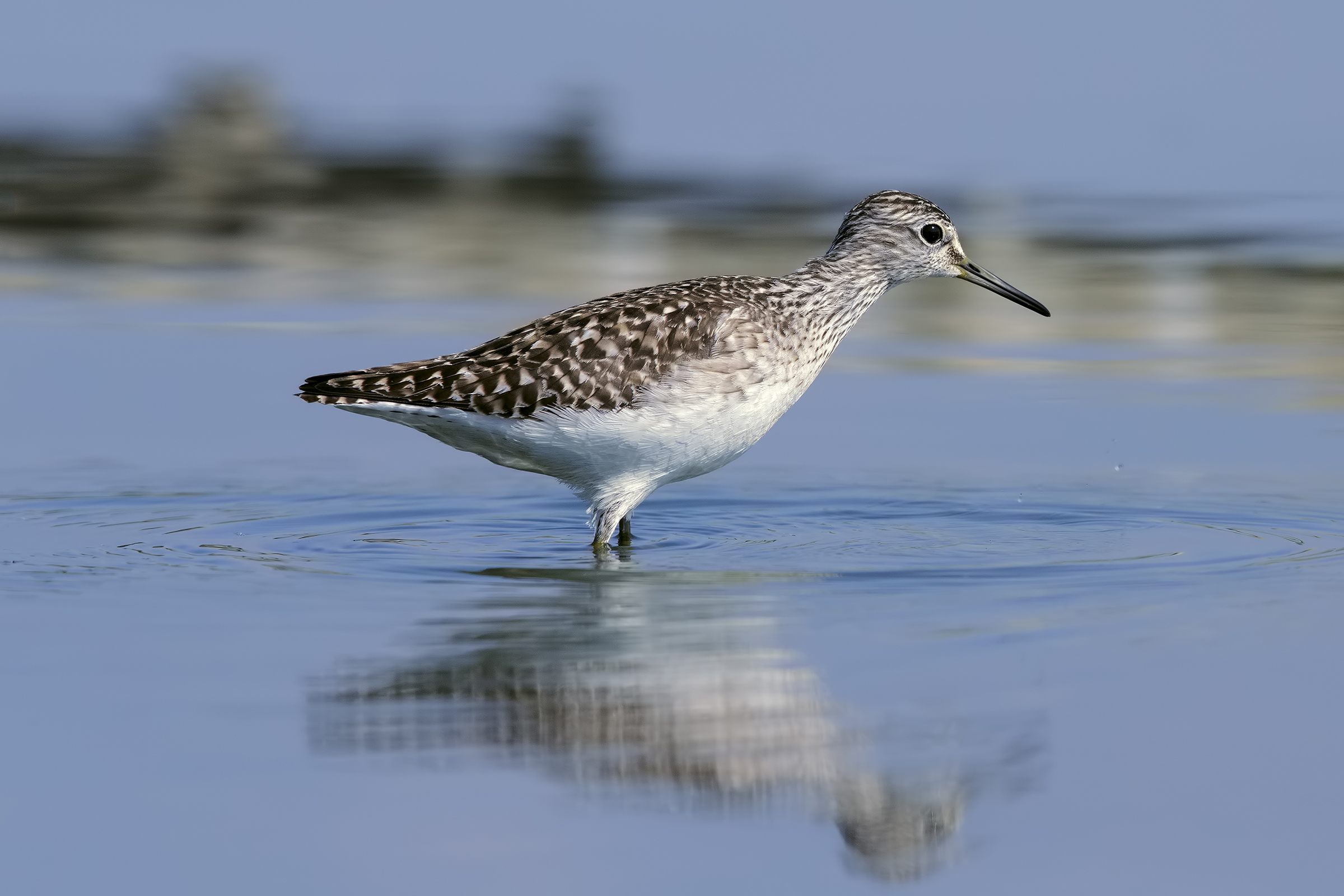 Shed Skua Cascina Spinola (vc) Piro Piro