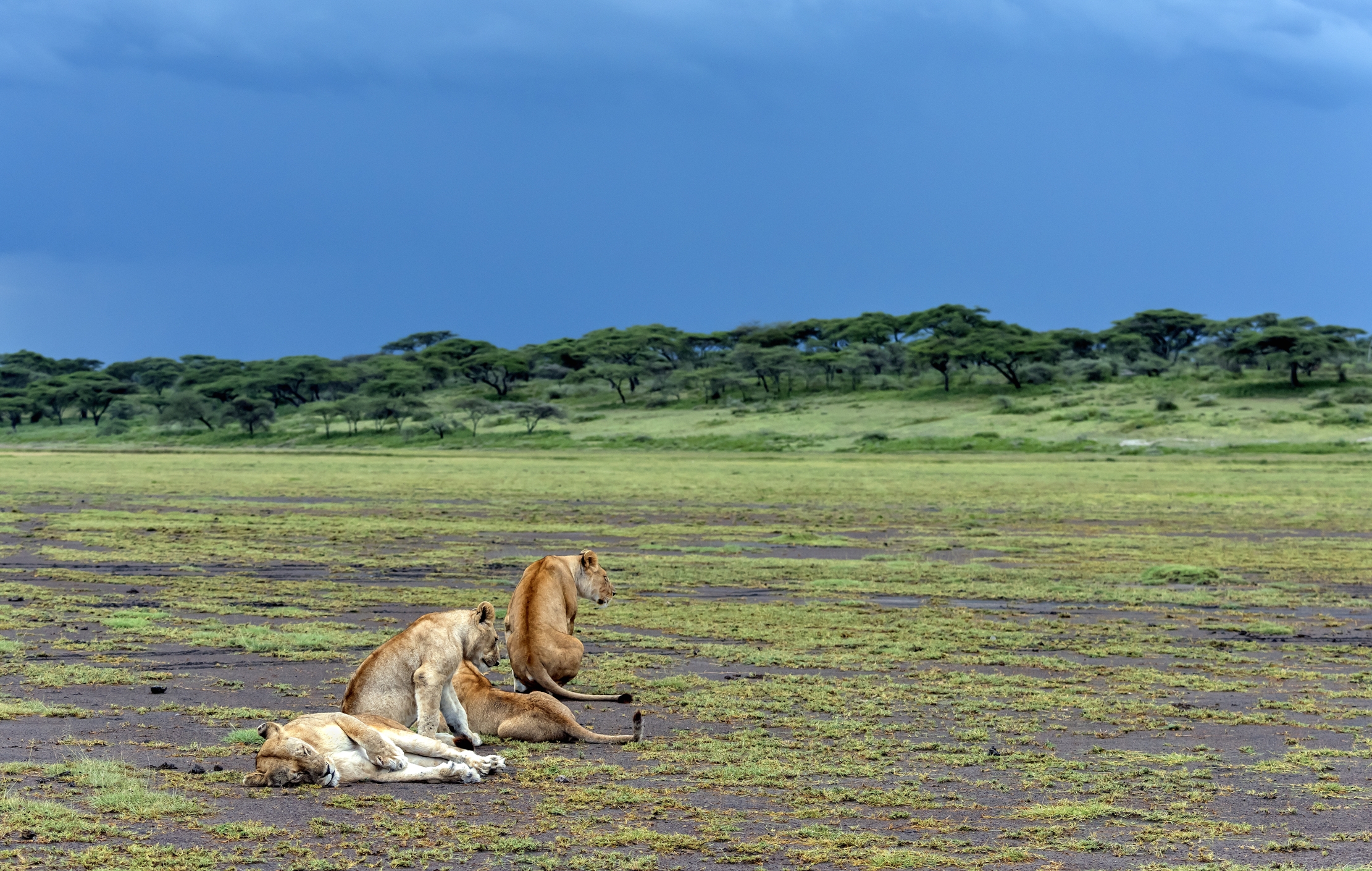 Tanzania 2016 - Ndutu area