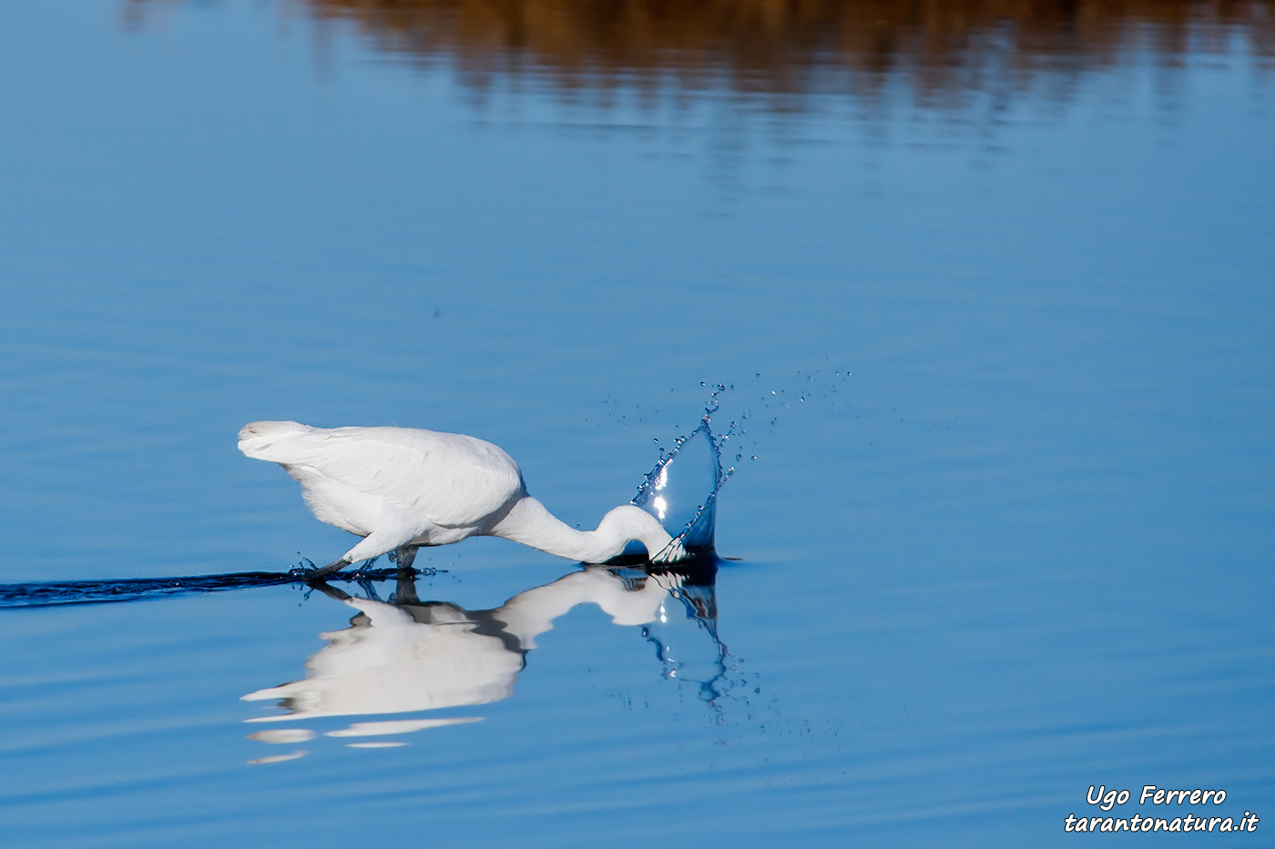Garzetta incoronata....d'acqua !