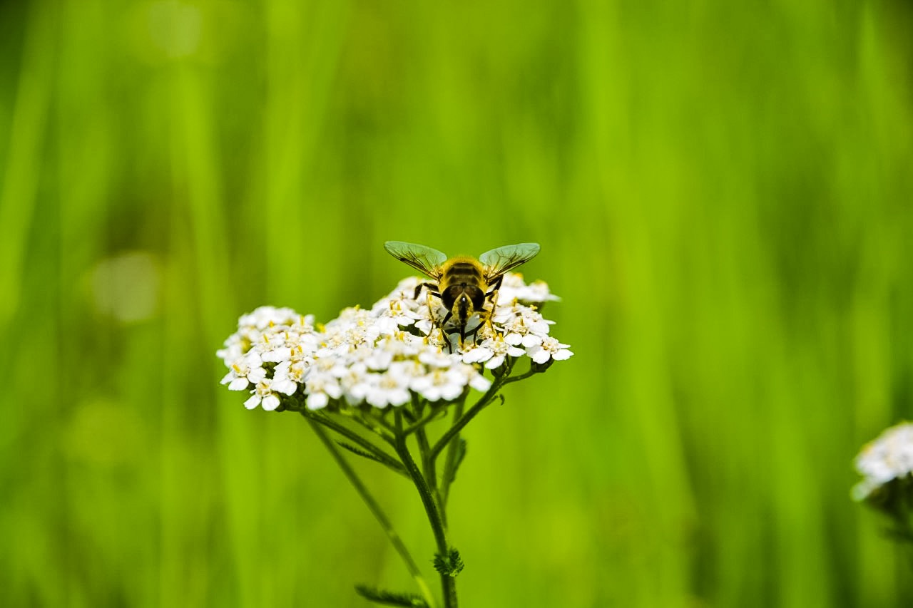 Impollinazione estiva.