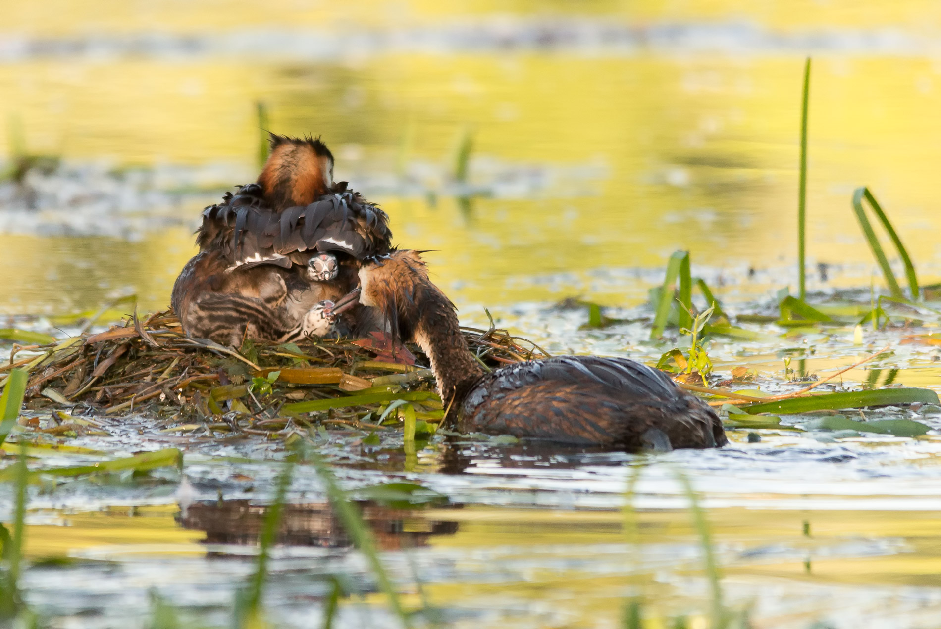 River Sile locations Silea