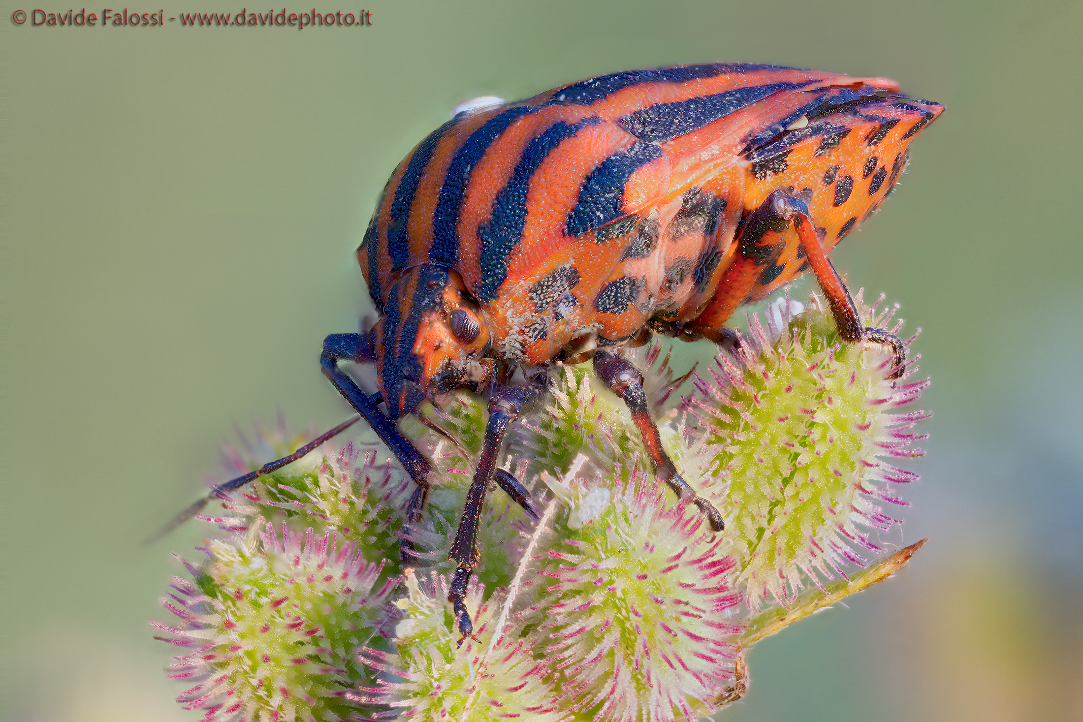 Graphosoma lineatum