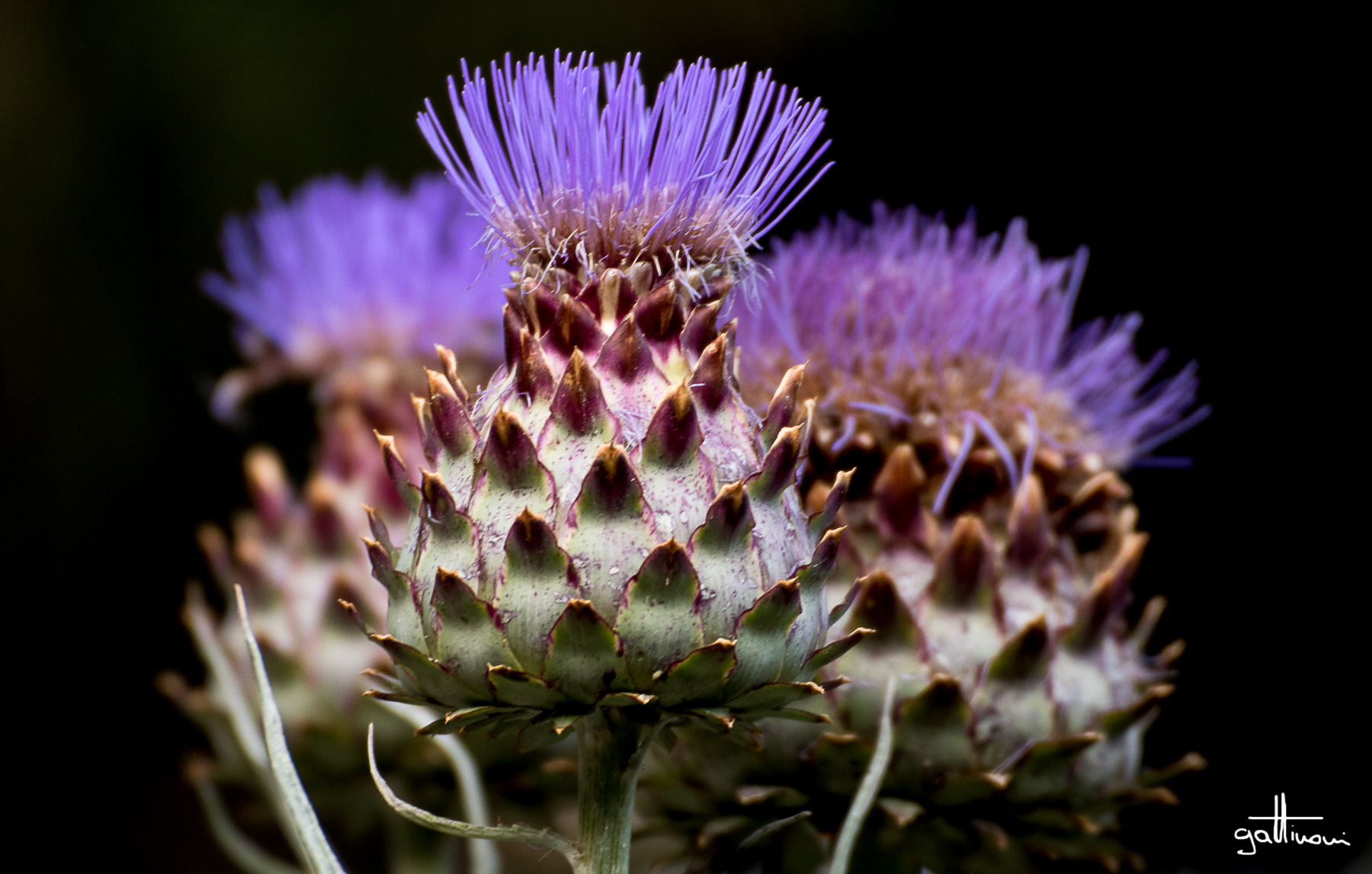 thistles