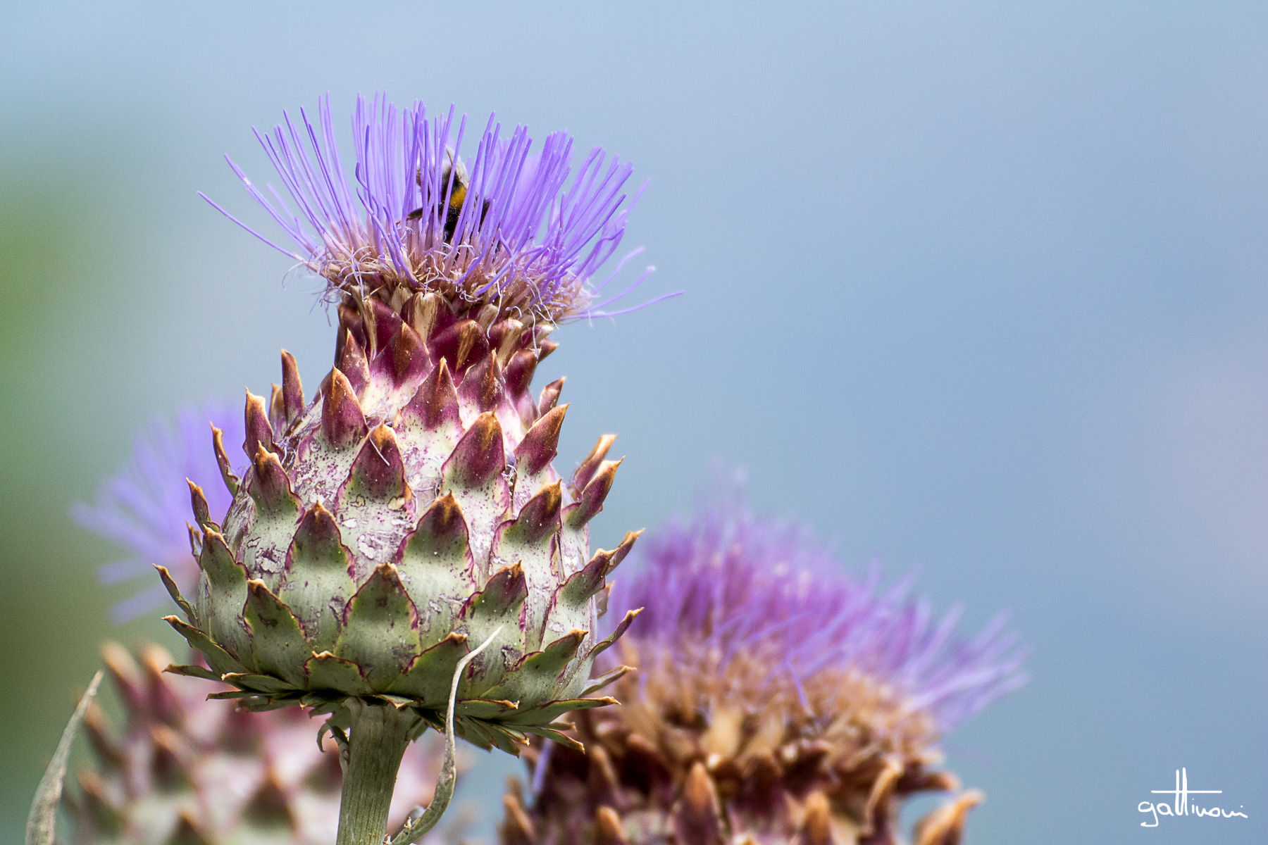 thistles