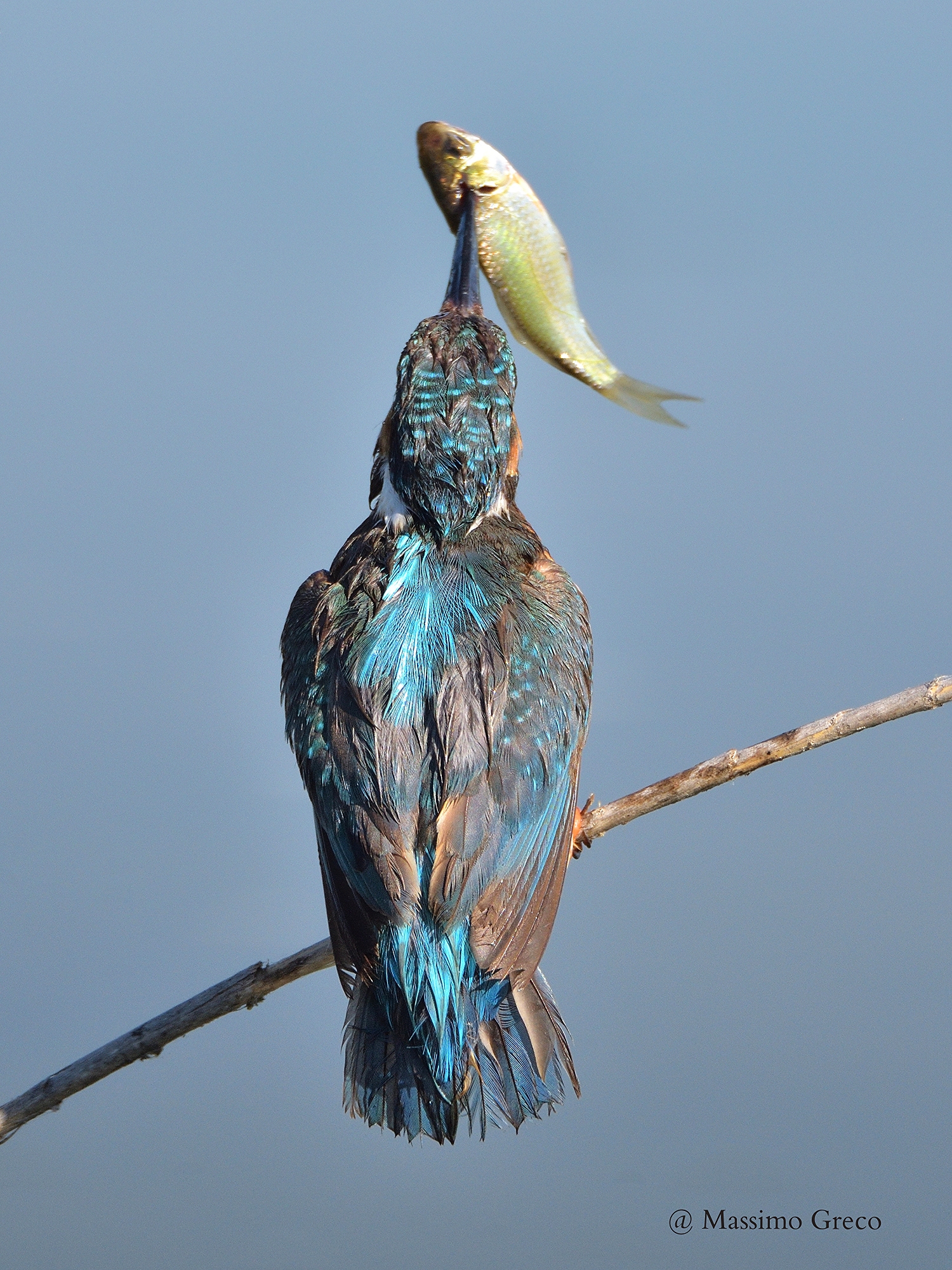 Aloft the trophy !!!