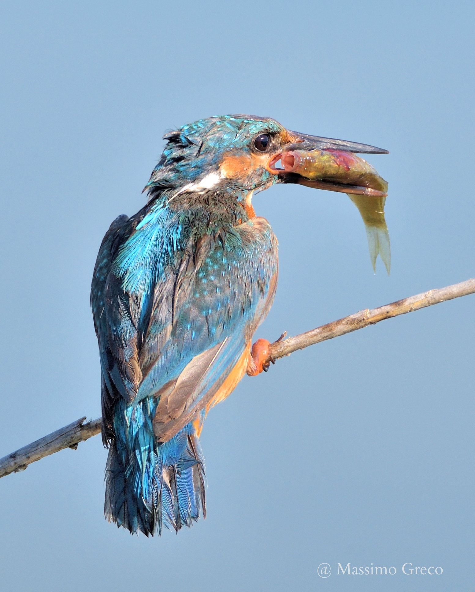 Una cattura importante