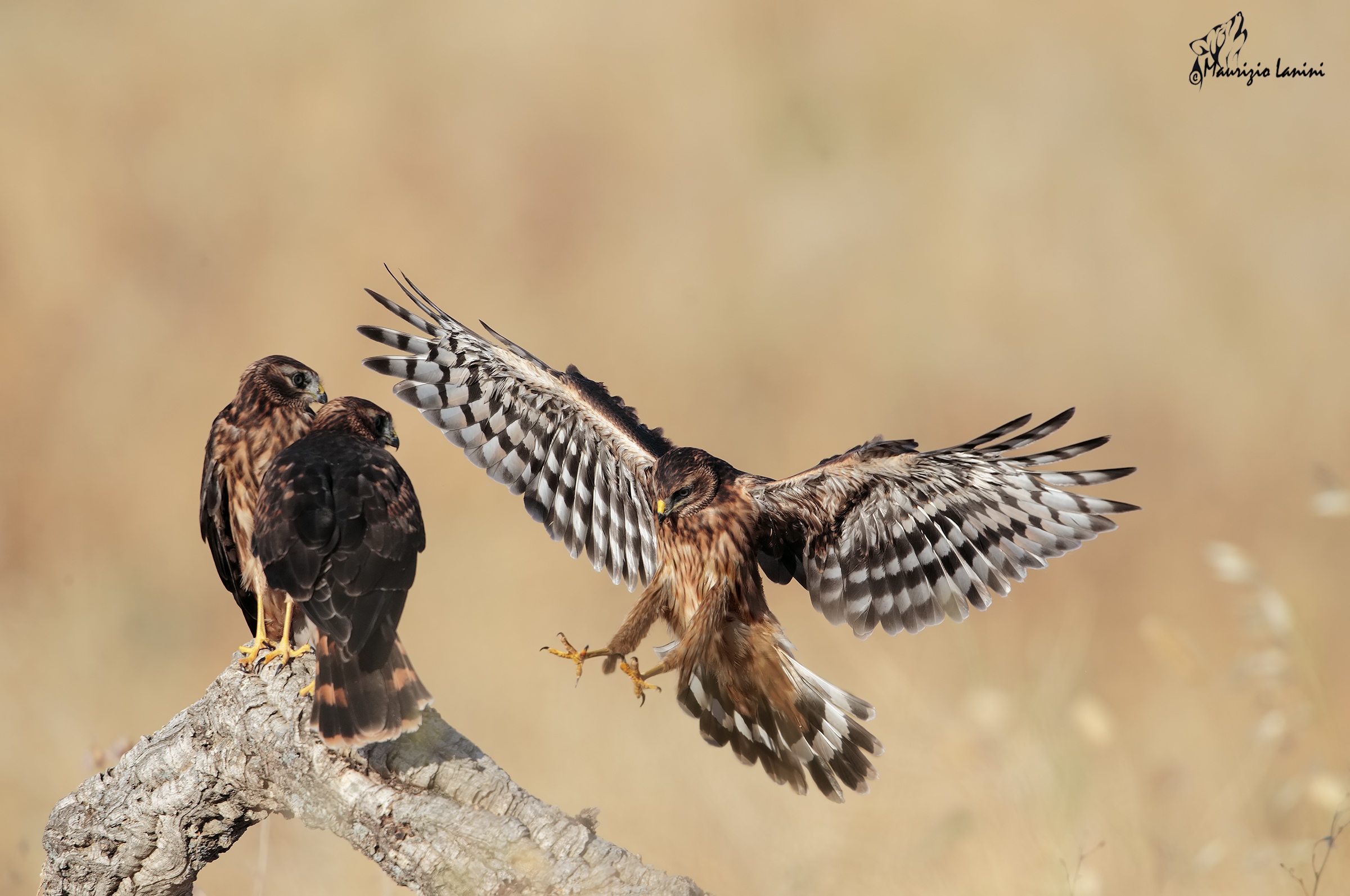 Young Harrier at first light in the morning