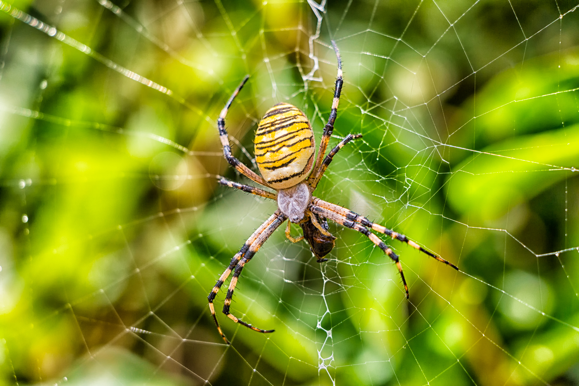 In the spider's lair