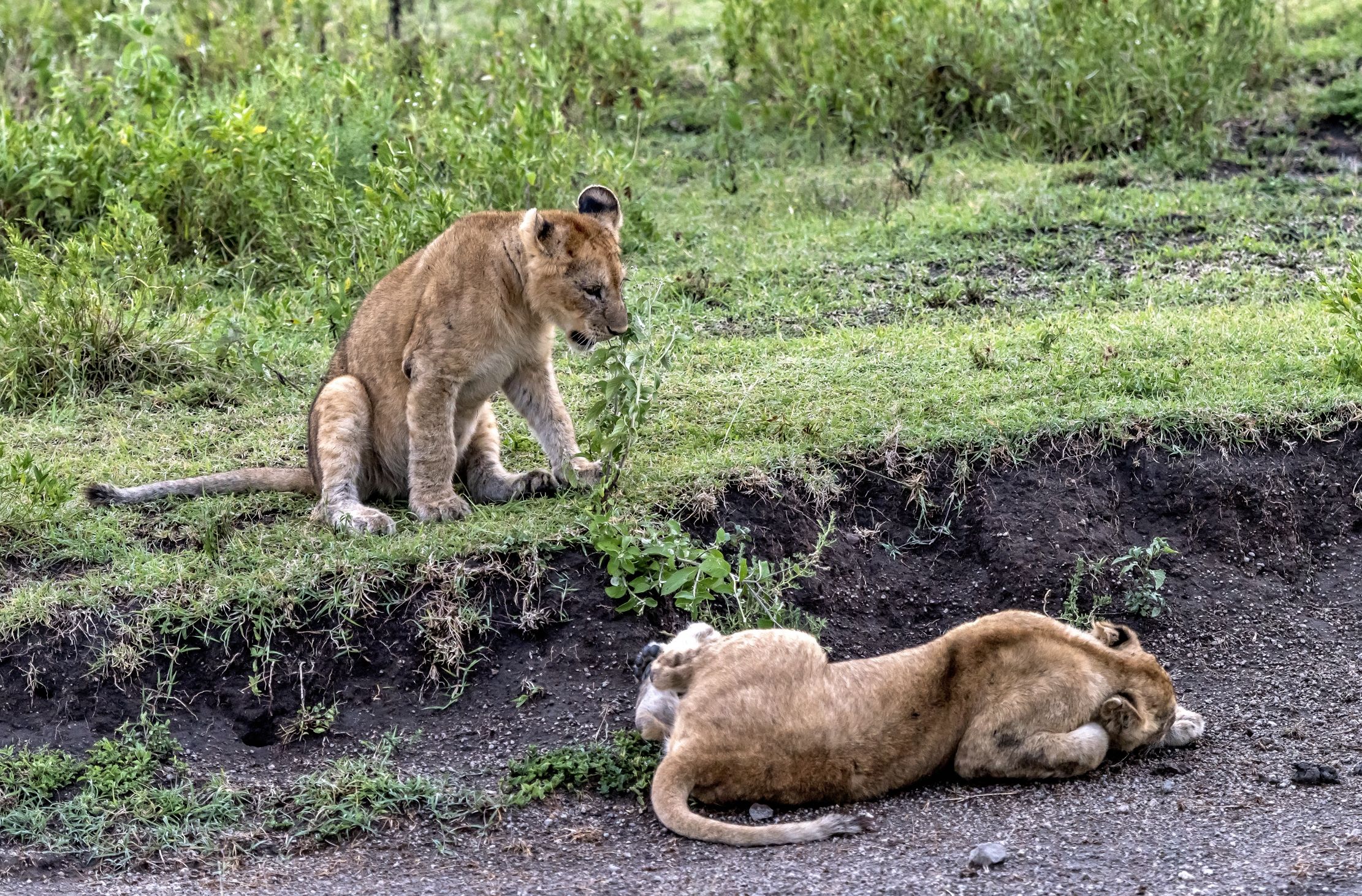 Tanzania 2016 - Cuccioli