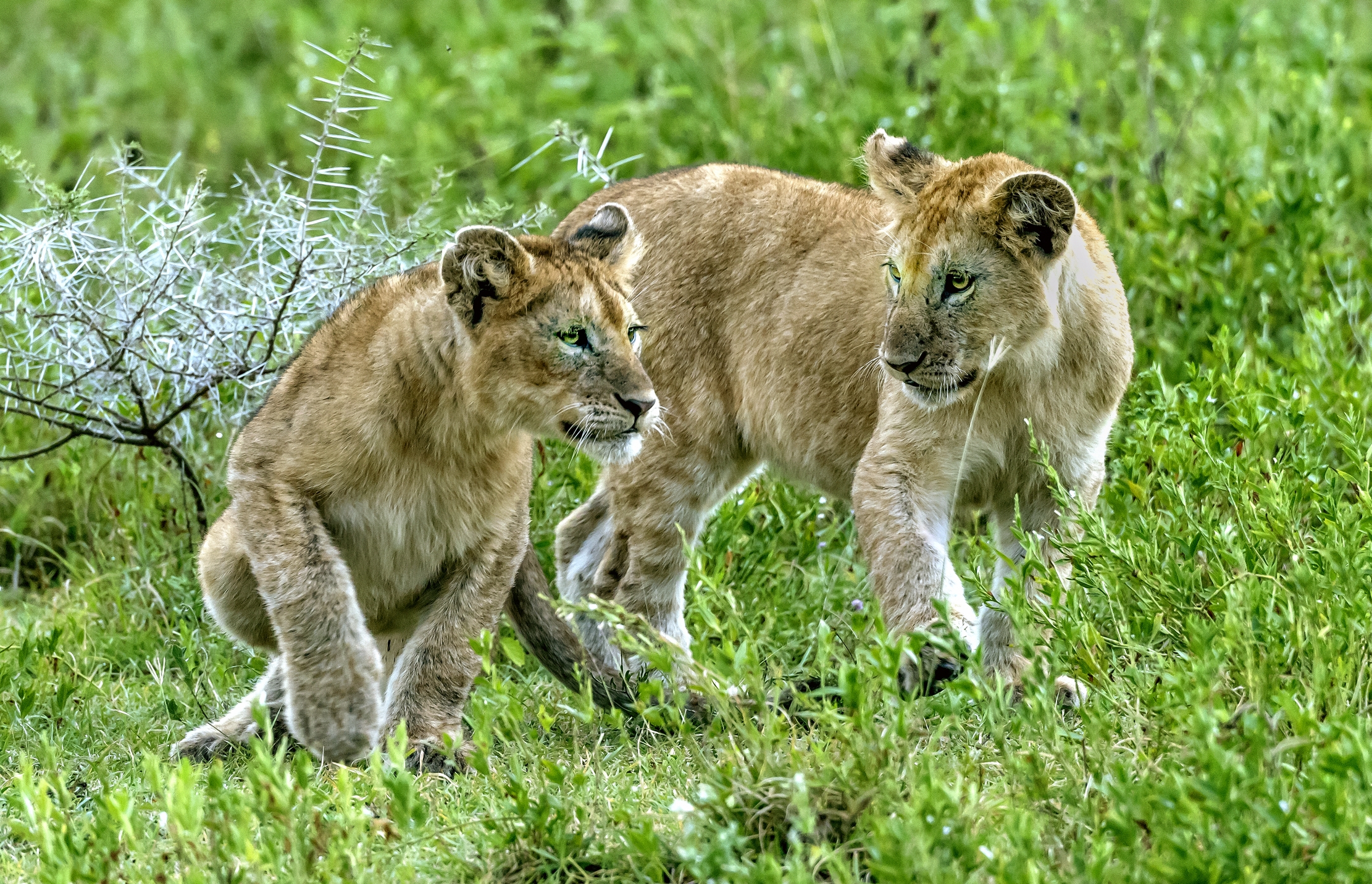 Tanzania 2016 - Cuccioli