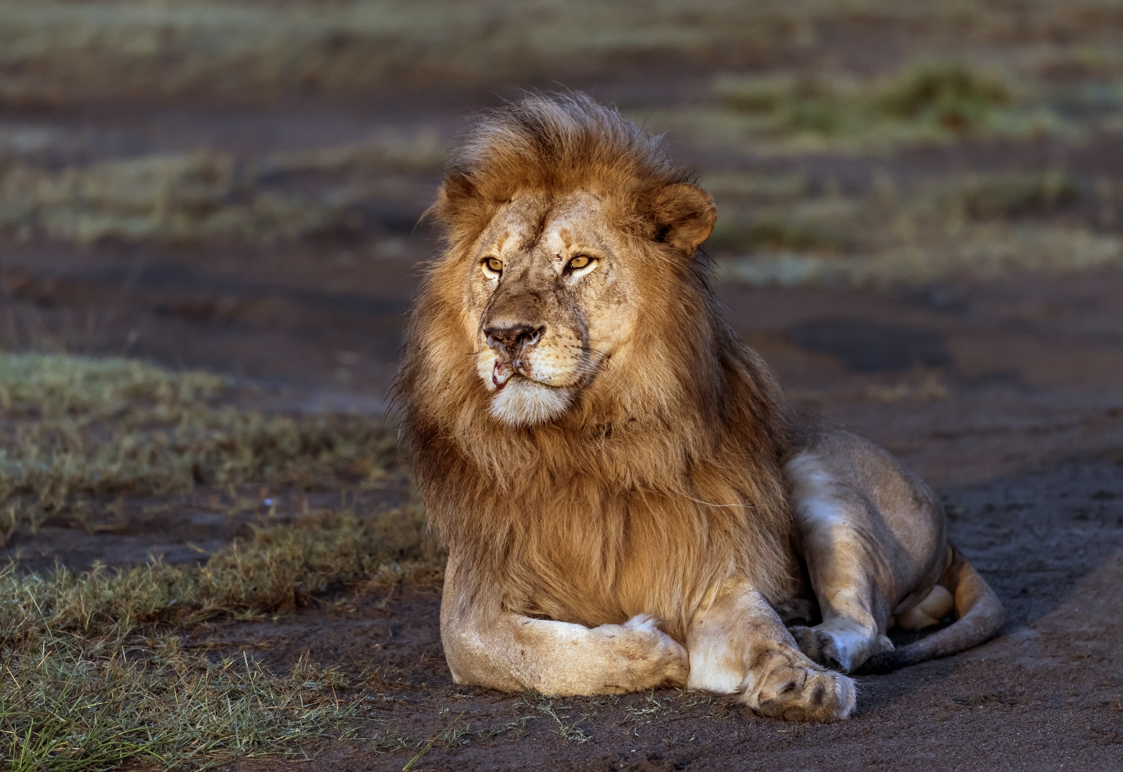 Tanzania 2016 - Lion