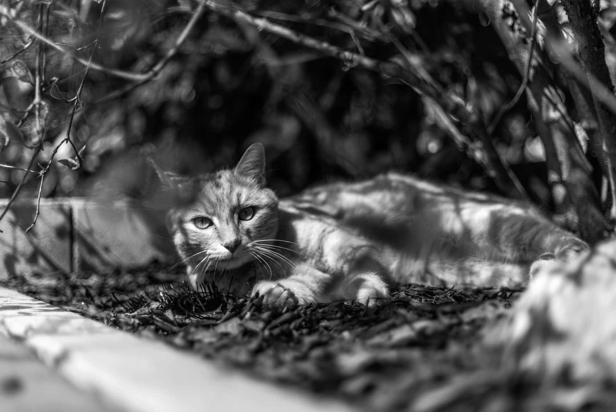 Non dare da mangiare ai leoni