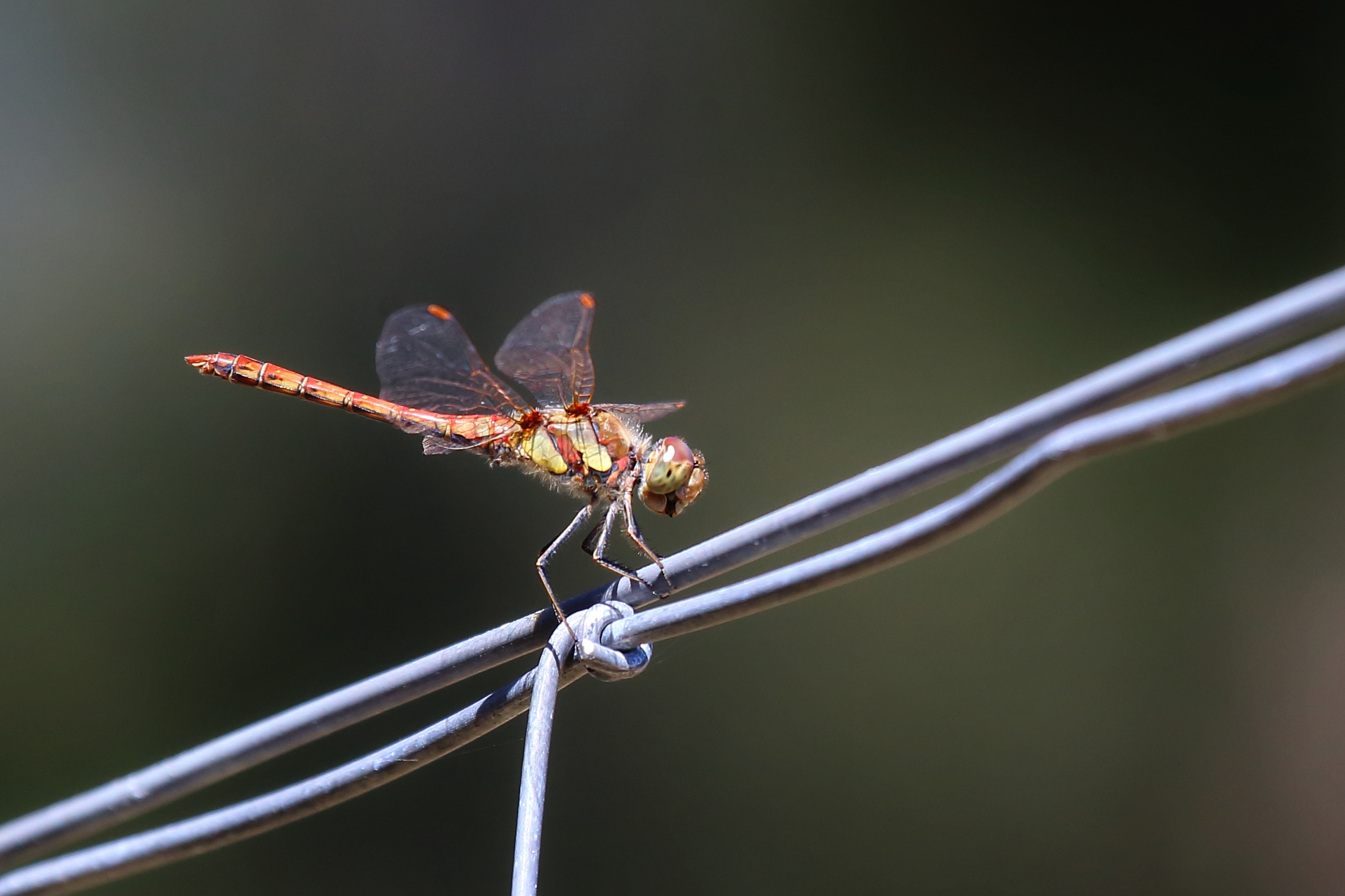Libellula metropolitana