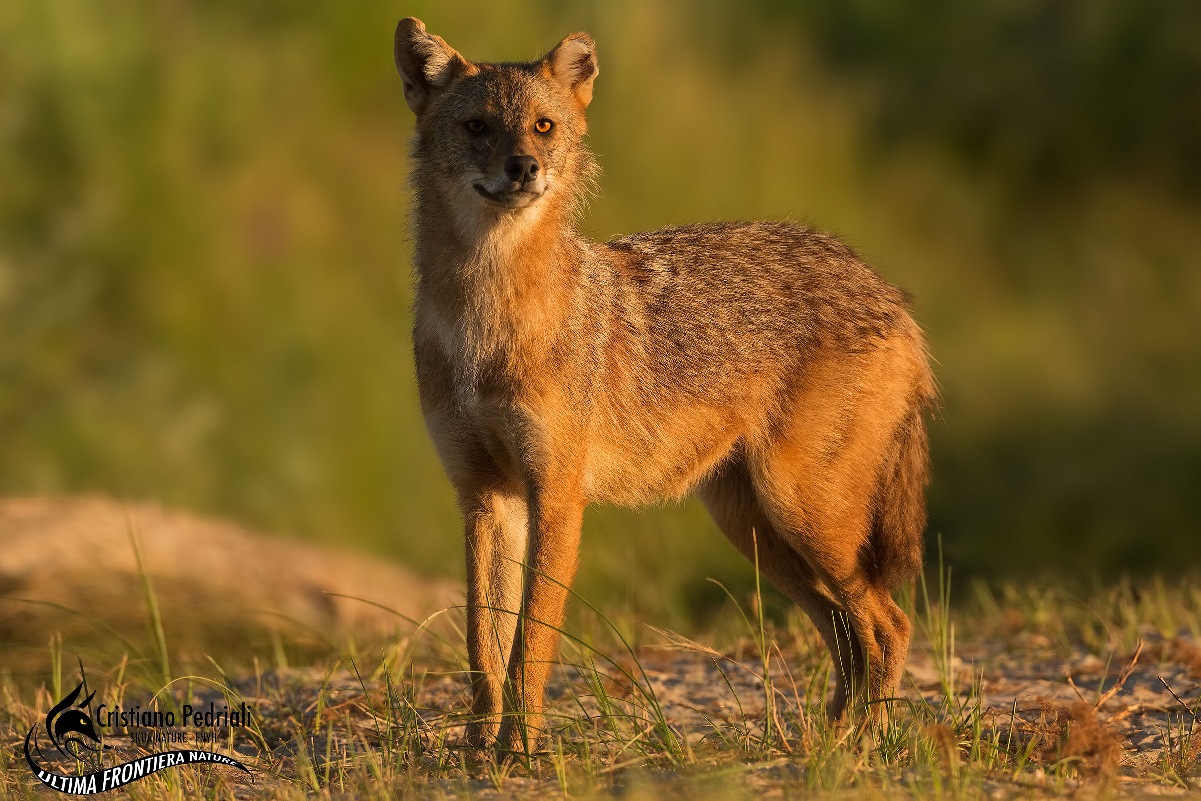 golden jackal ... at first light
