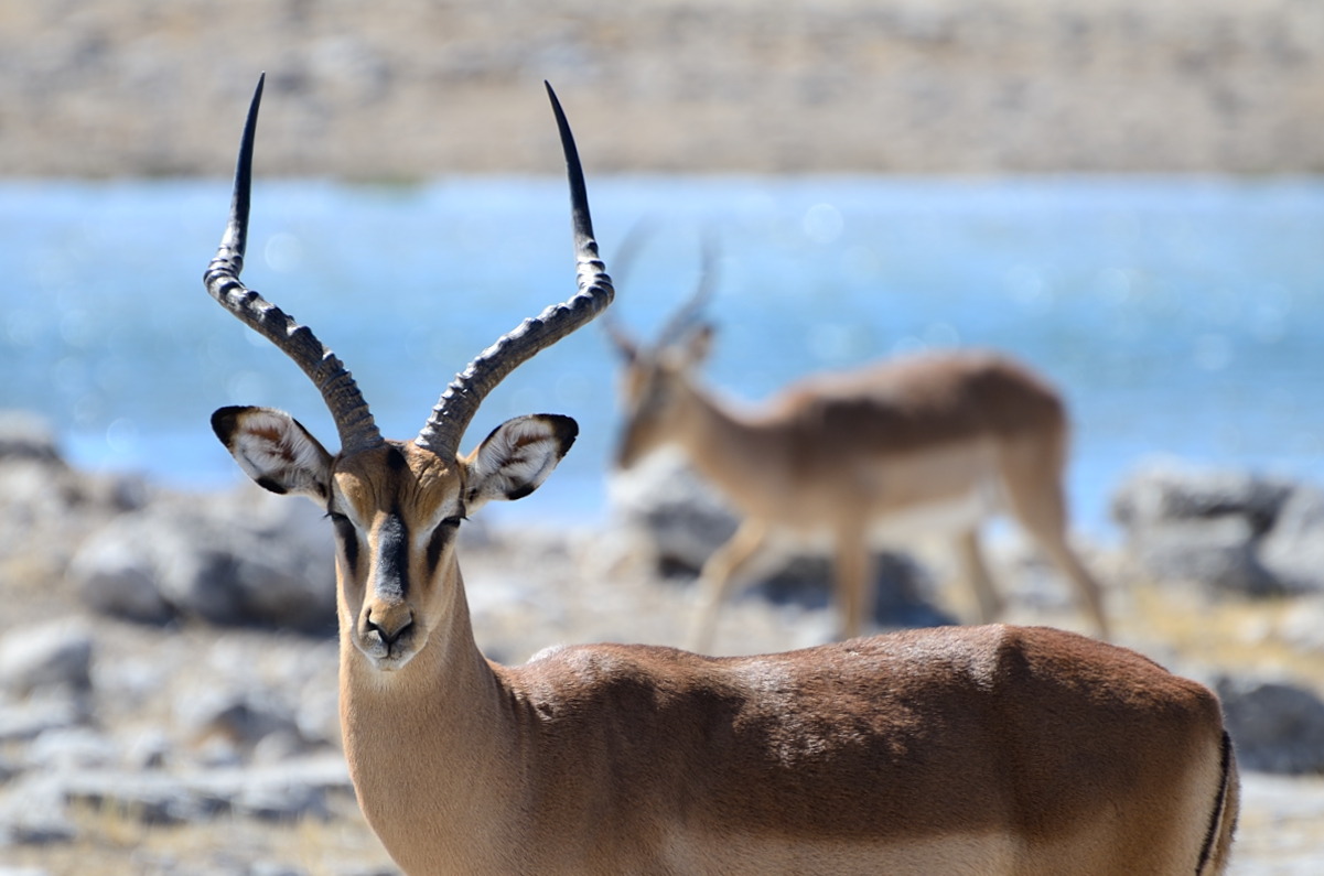 Etosha National Park