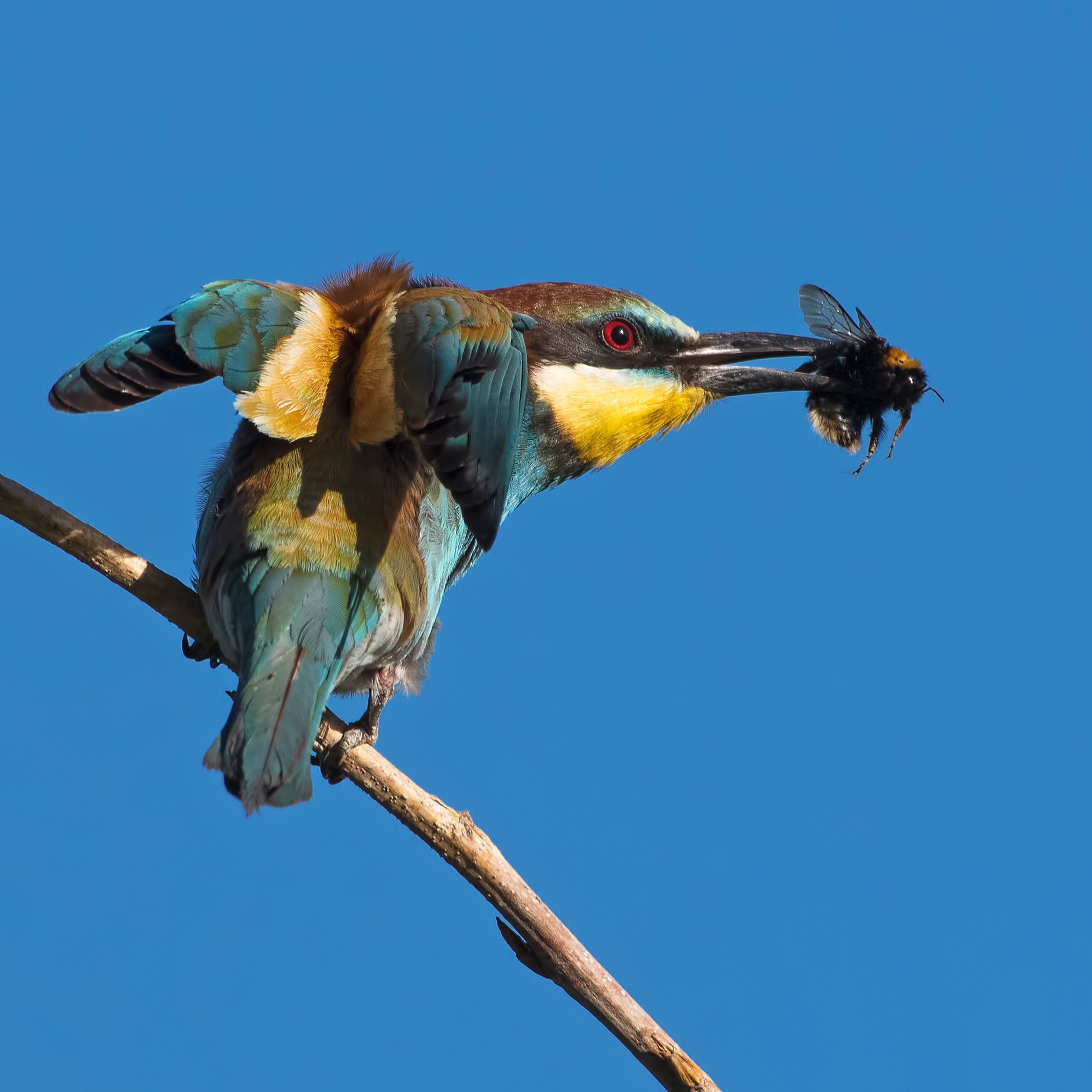 Bee-eaters hunt!