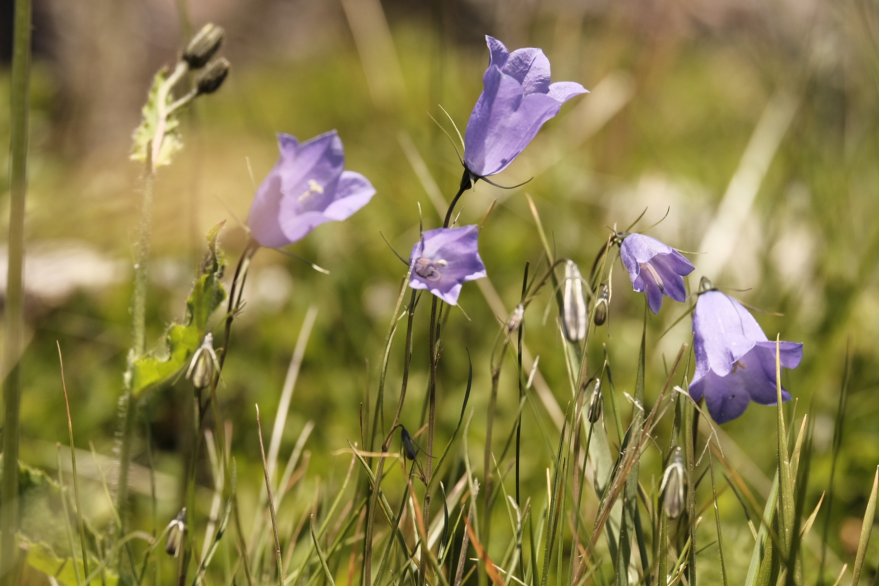 Splendidi fiori splendenti