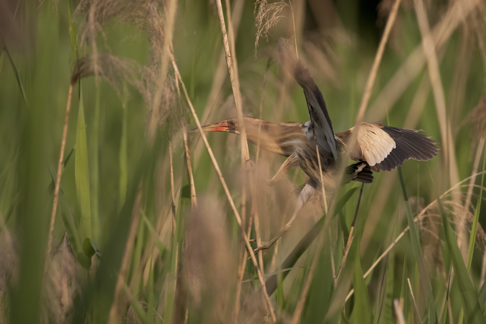 The ghost of the reeds