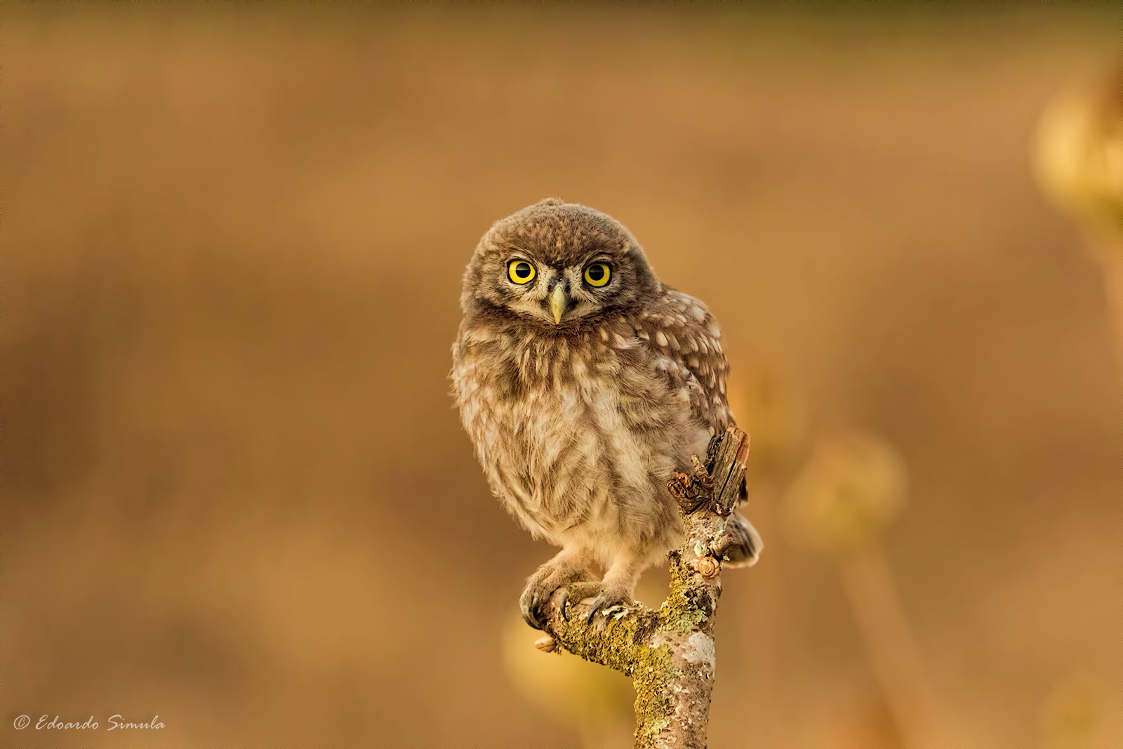 Little owl