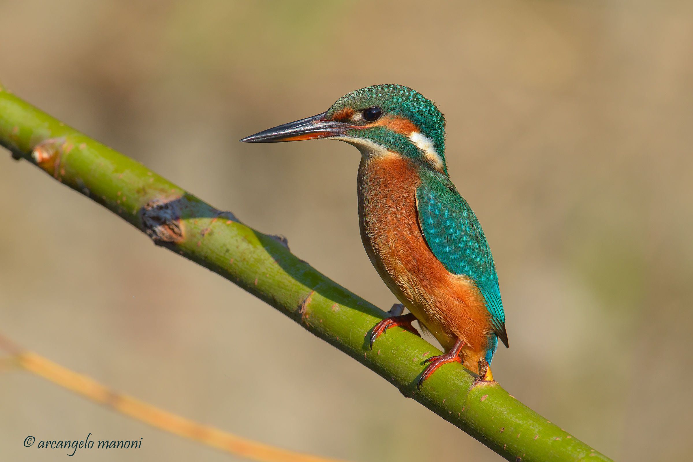 Fiero di essere ''Martino''