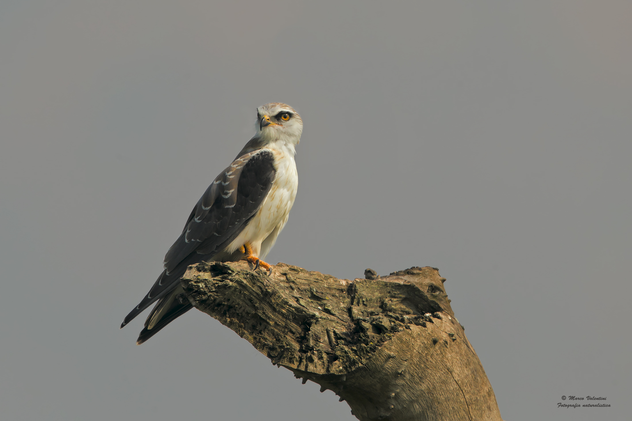 Young Black-winged Kite